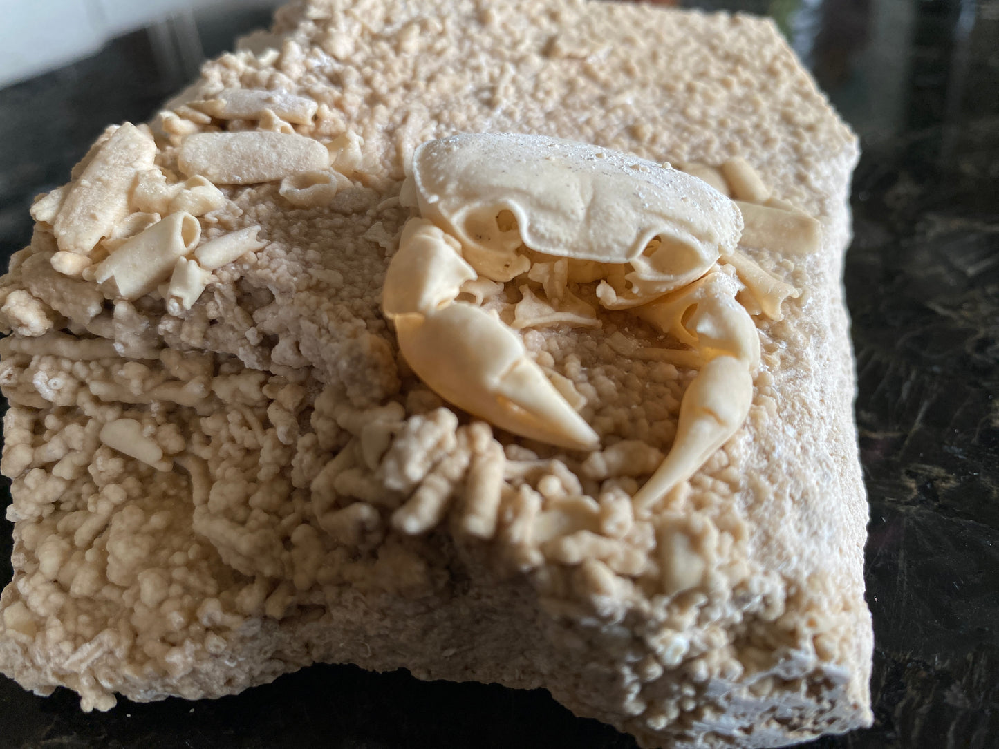 Fossil Crab - Potamon potamios, Turkey