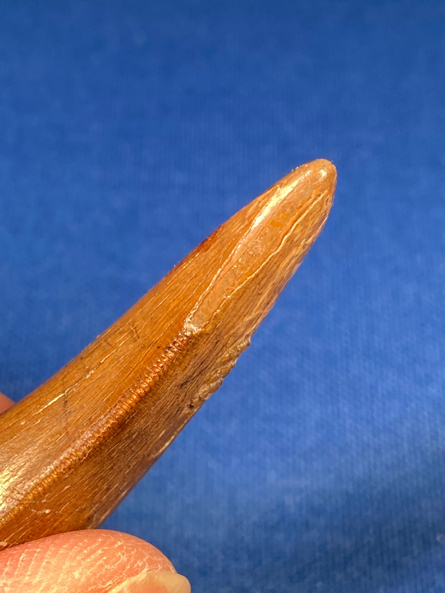 Nanotyrannus tooth (1.75" long), Hell Creek Formation, Garfield County, Montana