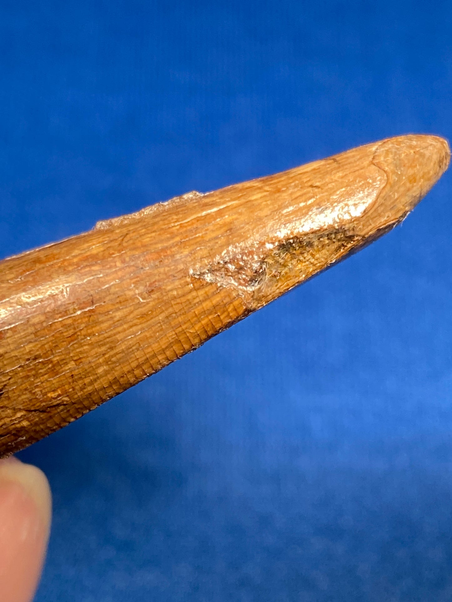 Nanotyrannus tooth (1.75" long), Hell Creek Formation, Garfield County, Montana