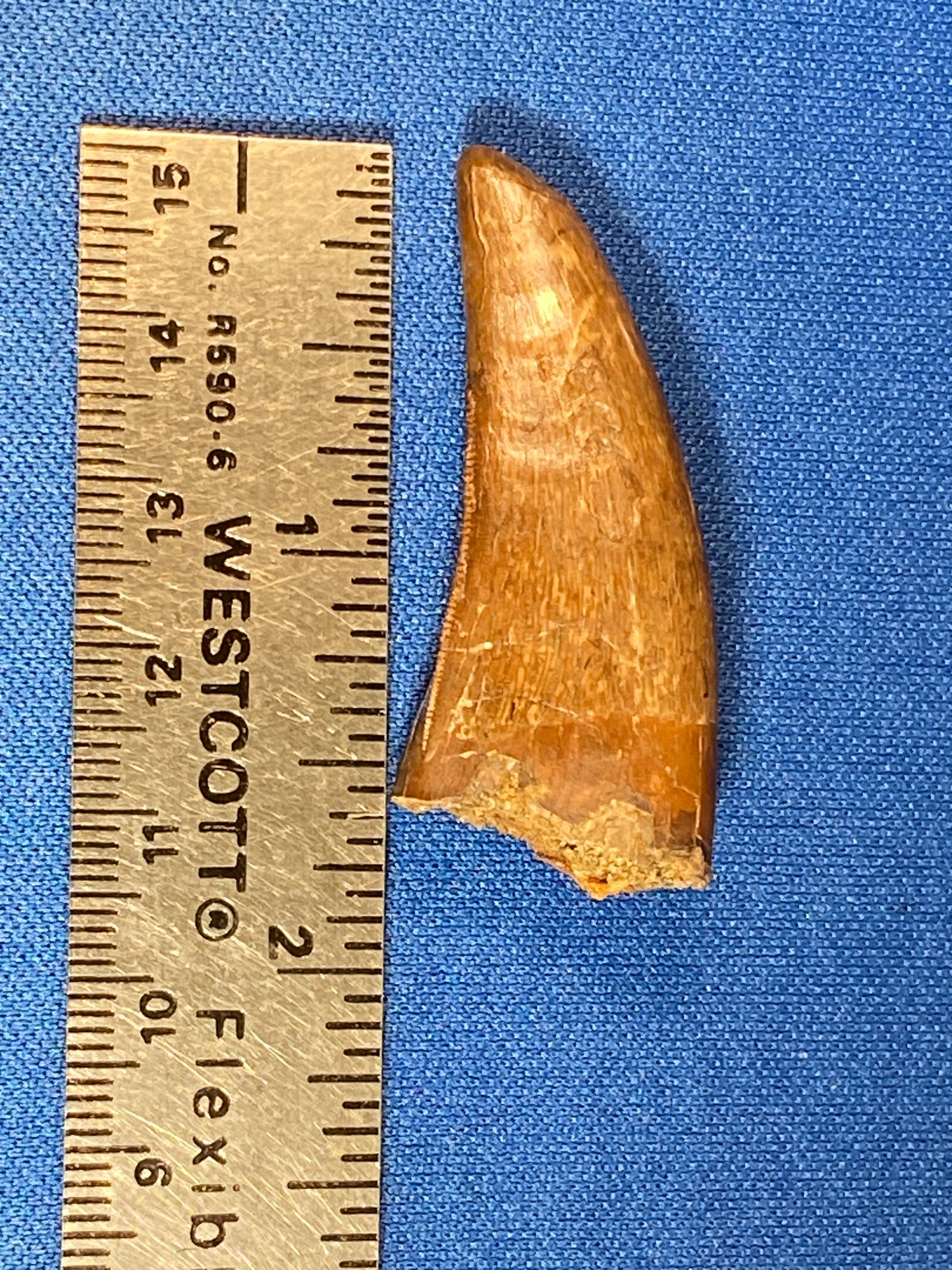 Nanotyrannus tooth (1.75" long), Hell Creek Formation, Garfield County, Montana
