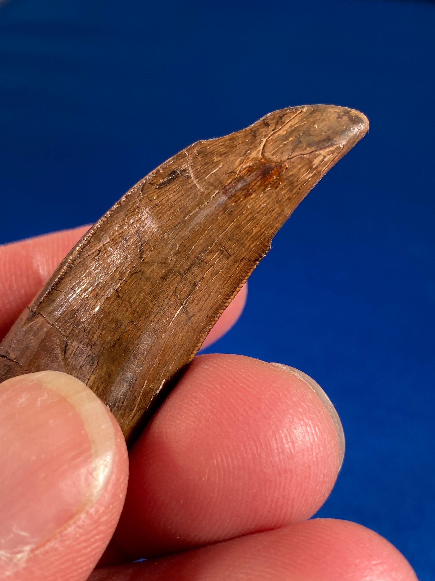 Nanotyrannus tooth (1.75" long), Hell Creek Formation, Garfield County, Montana