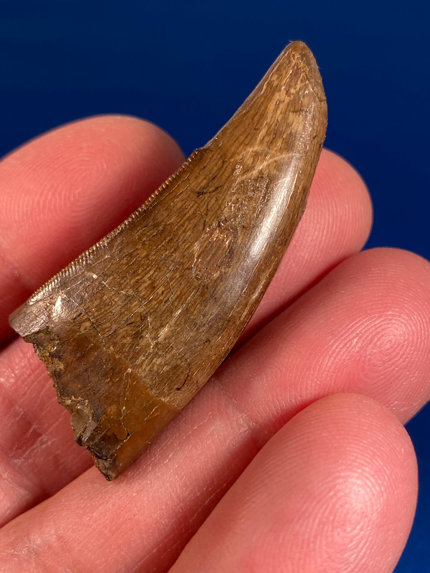 Nanotyrannus tooth (1.75" long), Hell Creek Formation, Garfield County, Montana