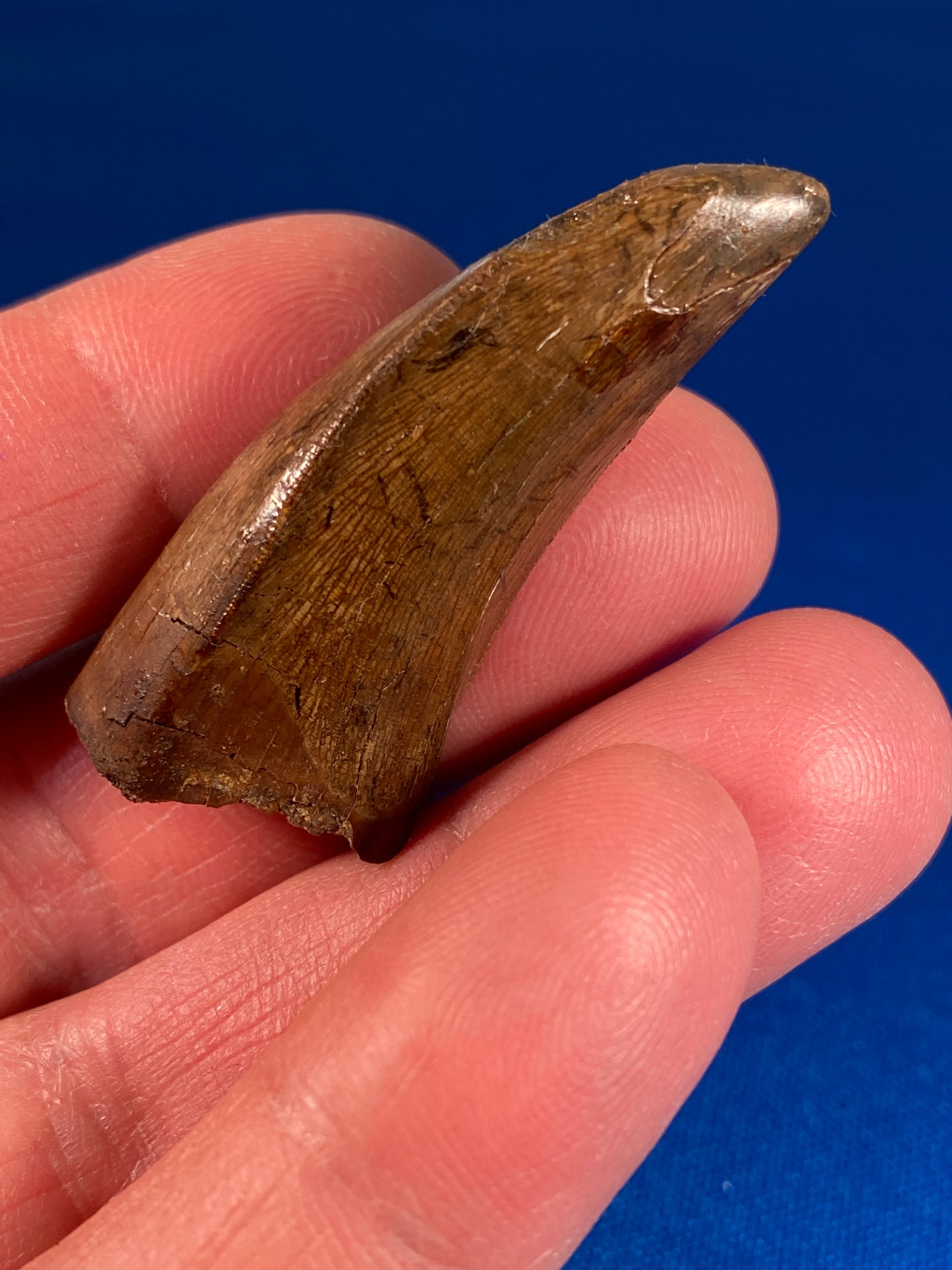 Nanotyrannus tooth (1.75" long), Hell Creek Formation, Garfield County, Montana
