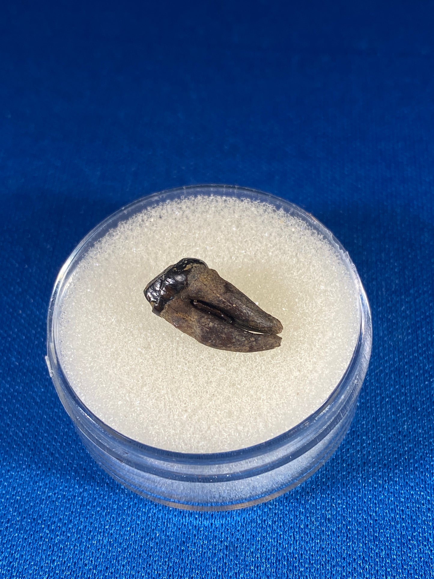 Didelphodon tooth, Hell Creek Formation, Garfield County, Montana