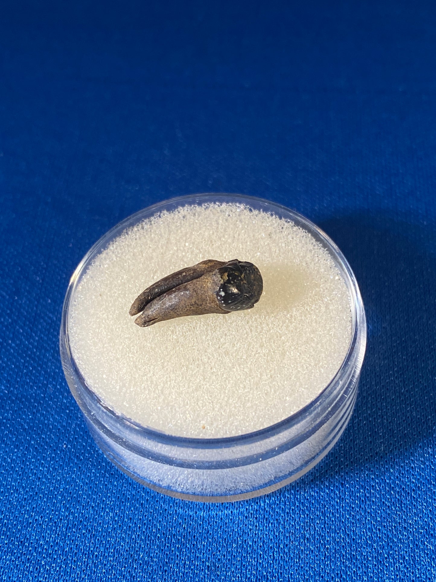 Didelphodon tooth, Hell Creek Formation, Garfield County, Montana