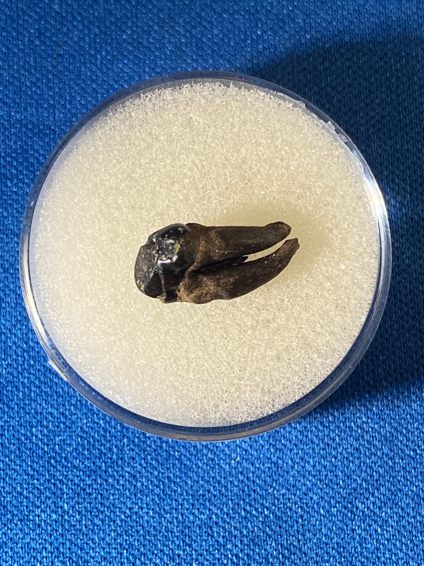 Didelphodon tooth, Hell Creek Formation, Garfield County, Montana