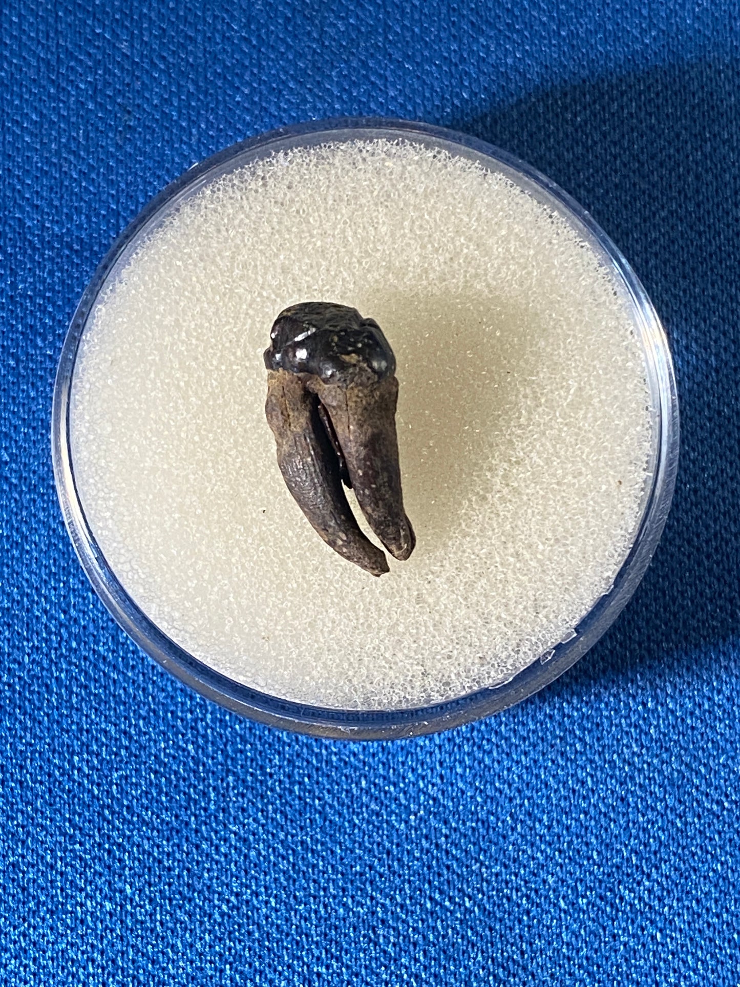 Didelphodon tooth, Hell Creek Formation, Garfield County, Montana