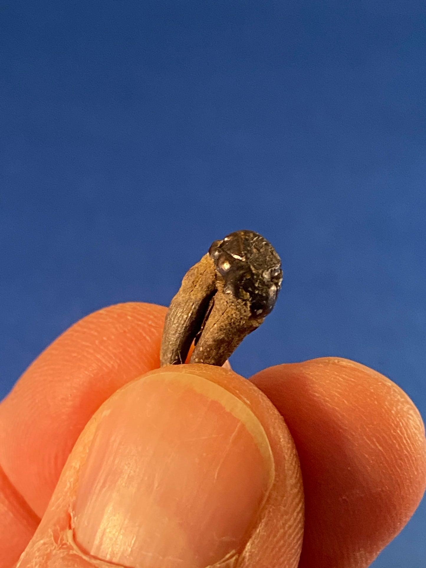 Didelphodon tooth, Hell Creek Formation, Garfield County, Montana