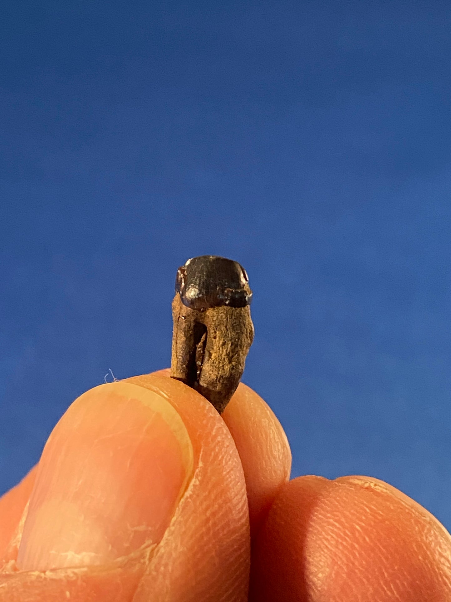 Didelphodon tooth, Hell Creek Formation, Garfield County, Montana