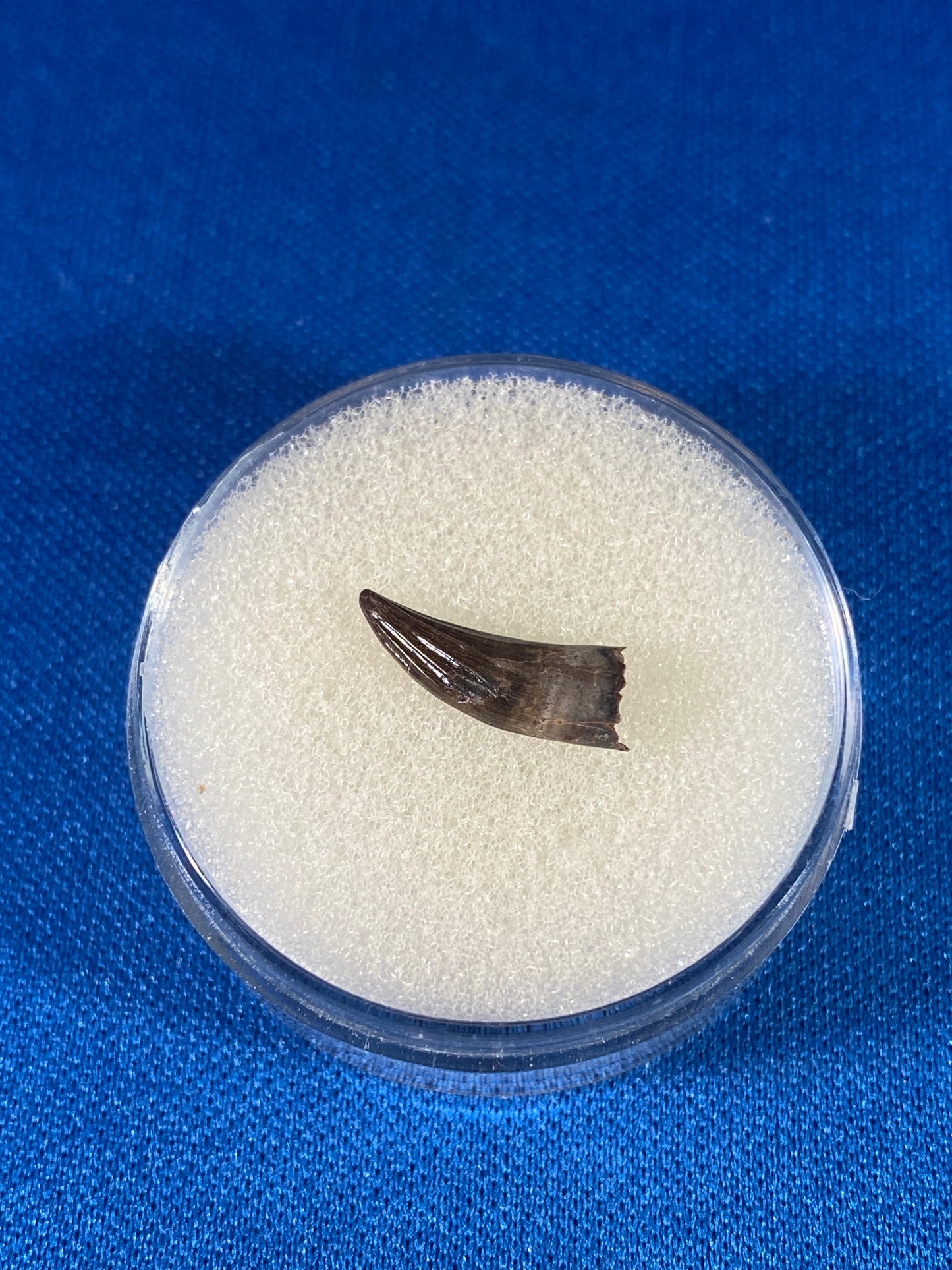 Paronychodon tooth (0.5"), Hell Creek Formation, Garfield County, Montana