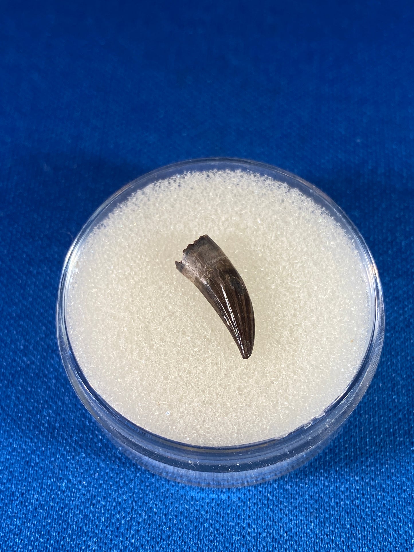 Paronychodon tooth (0.5"), Hell Creek Formation, Garfield County, Montana