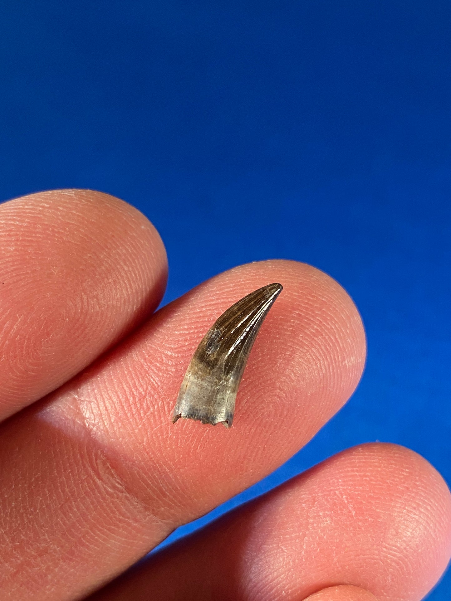 Paronychodon tooth (0.5"), Hell Creek Formation, Garfield County, Montana