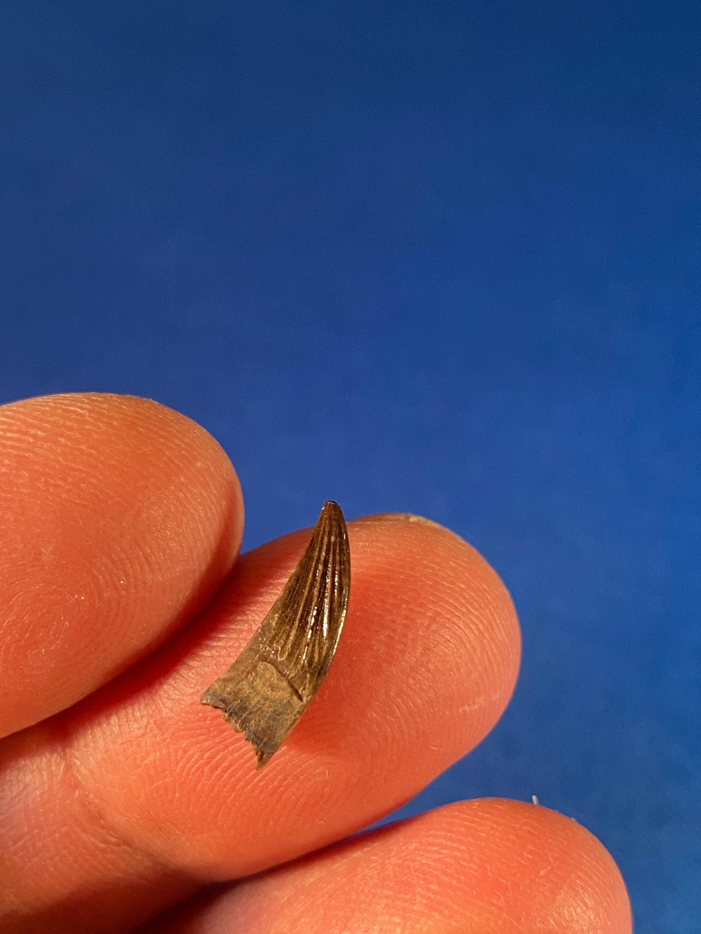 Paronychodon tooth (0.5"), Hell Creek Formation, Garfield County, Montana