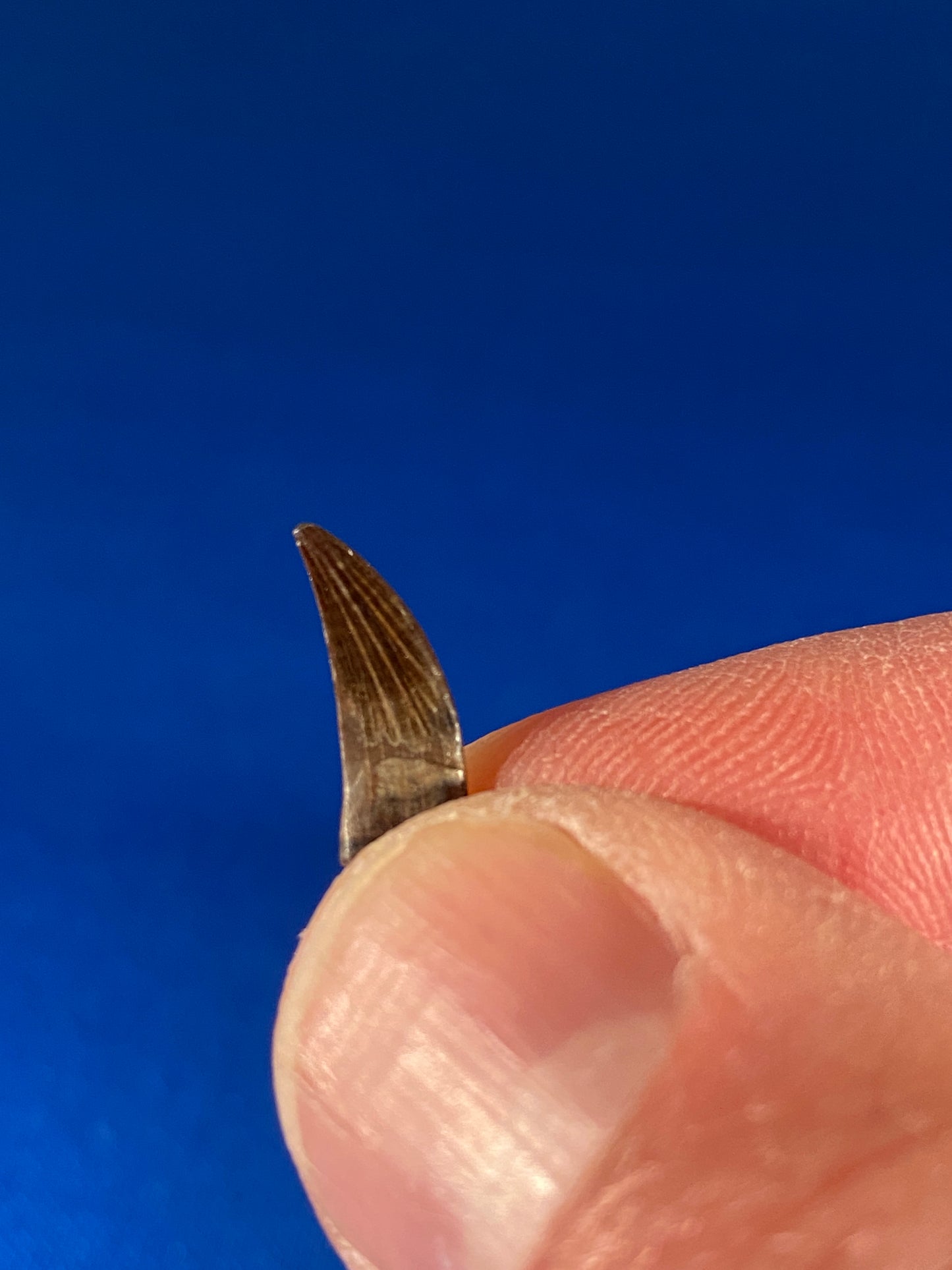 Paronychodon tooth (0.5"), Hell Creek Formation, Garfield County, Montana