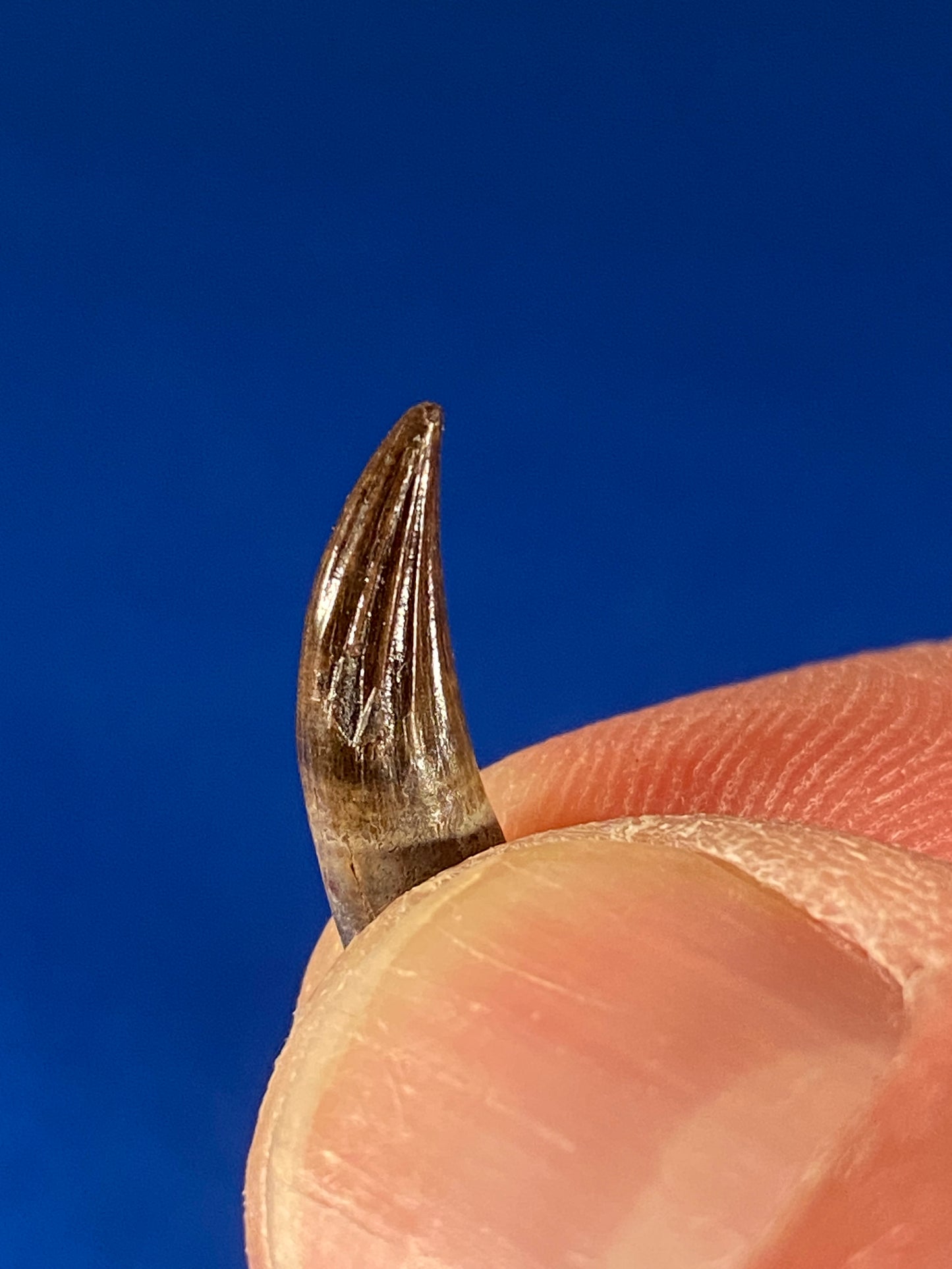 Paronychodon tooth (0.5"), Hell Creek Formation, Garfield County, Montana