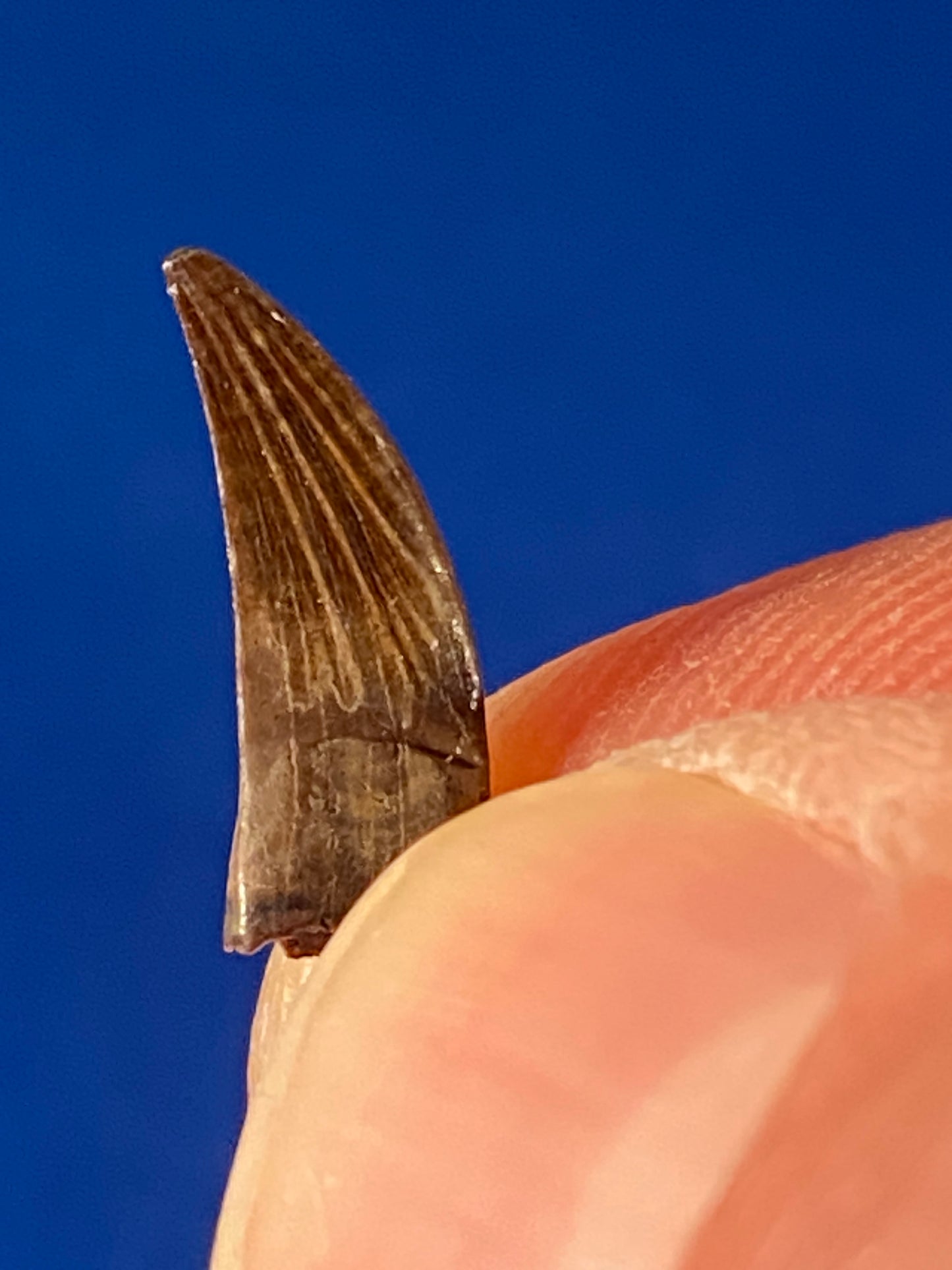 Paronychodon tooth (0.5"), Hell Creek Formation, Garfield County, Montana