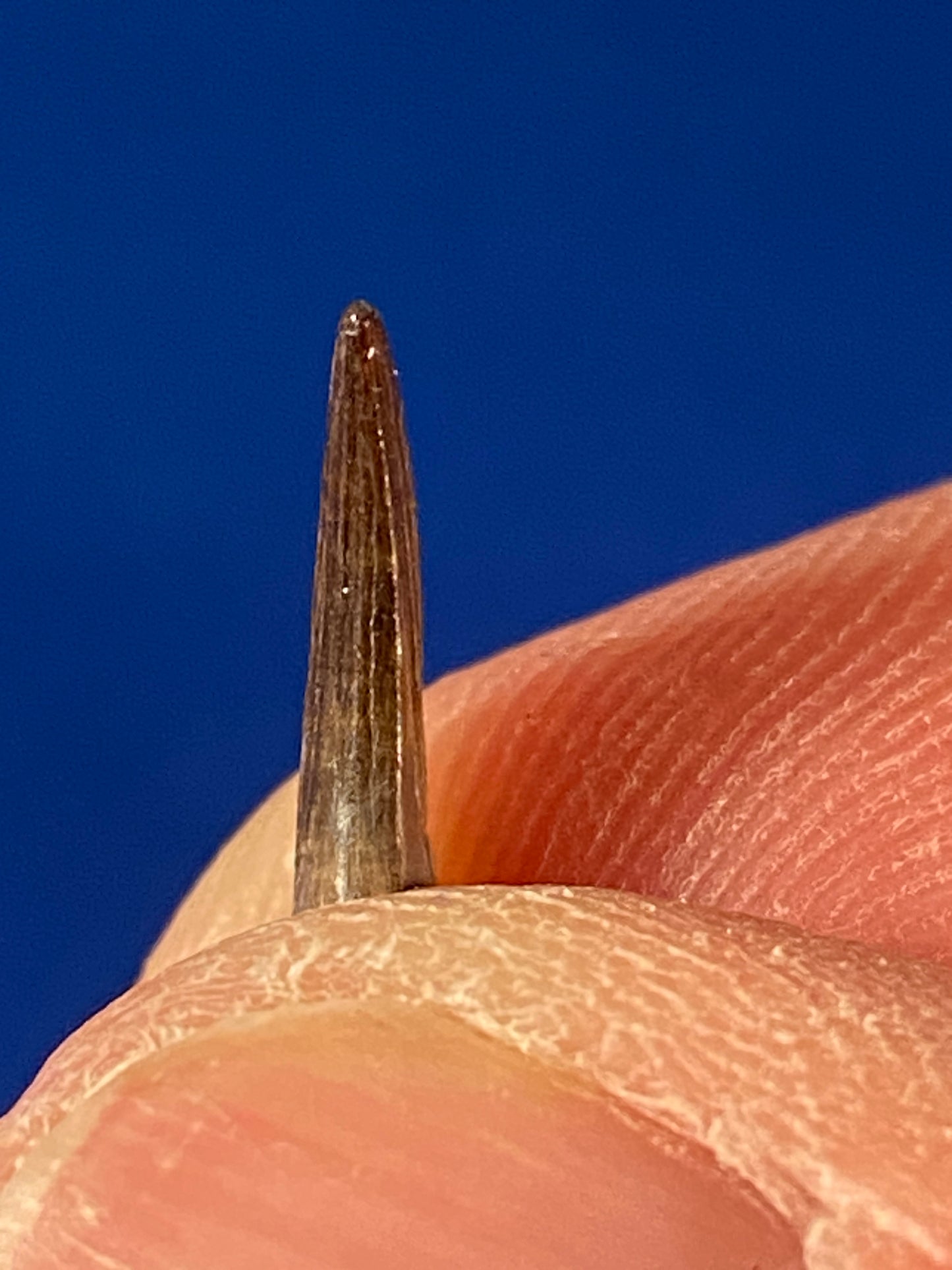 Paronychodon tooth (0.5"), Hell Creek Formation, Garfield County, Montana
