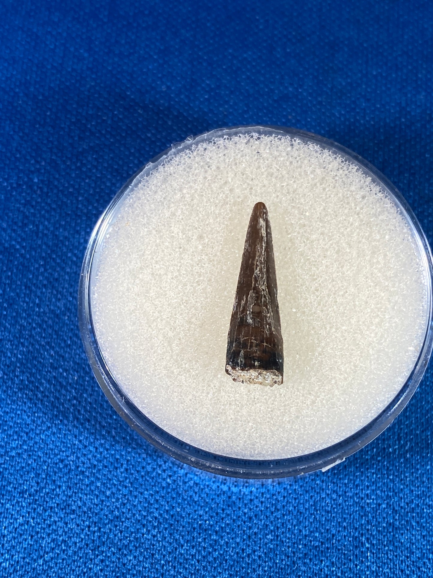 Richardoestesia tooth (3/4"), Hell Creek Formation, Garfield County, Montana