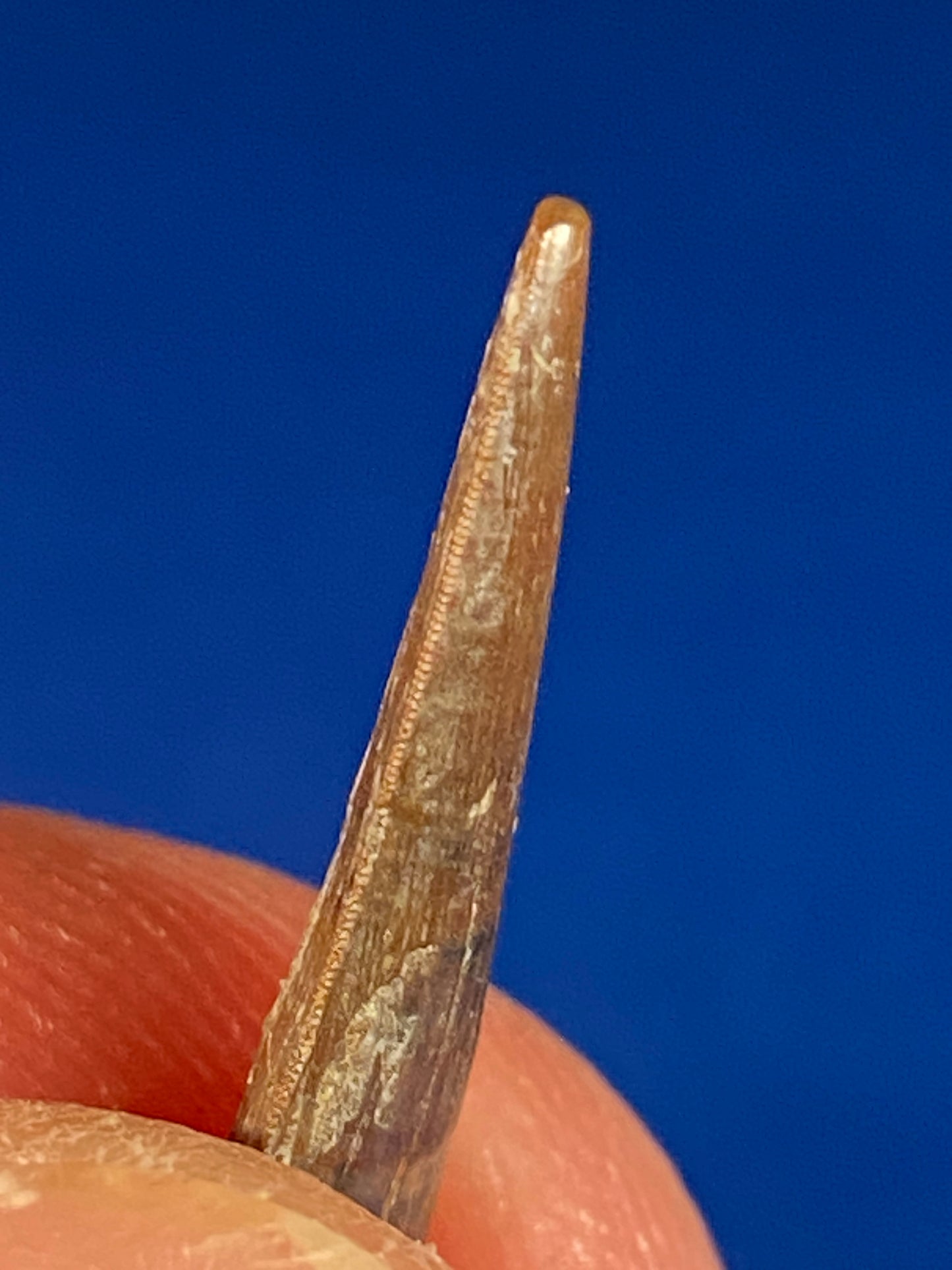 Richardoestesia tooth (3/4"), Hell Creek Formation, Garfield County, Montana