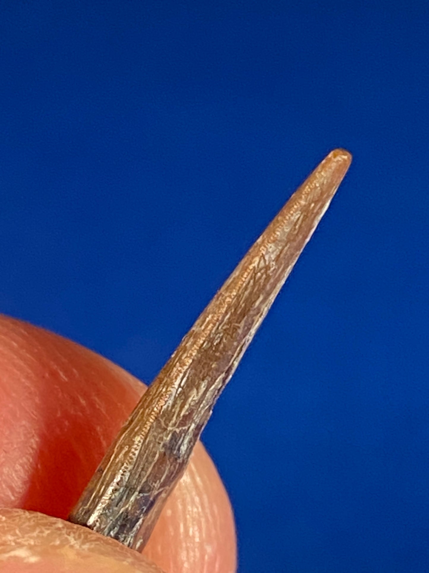 Richardoestesia tooth (3/4"), Hell Creek Formation, Garfield County, Montana