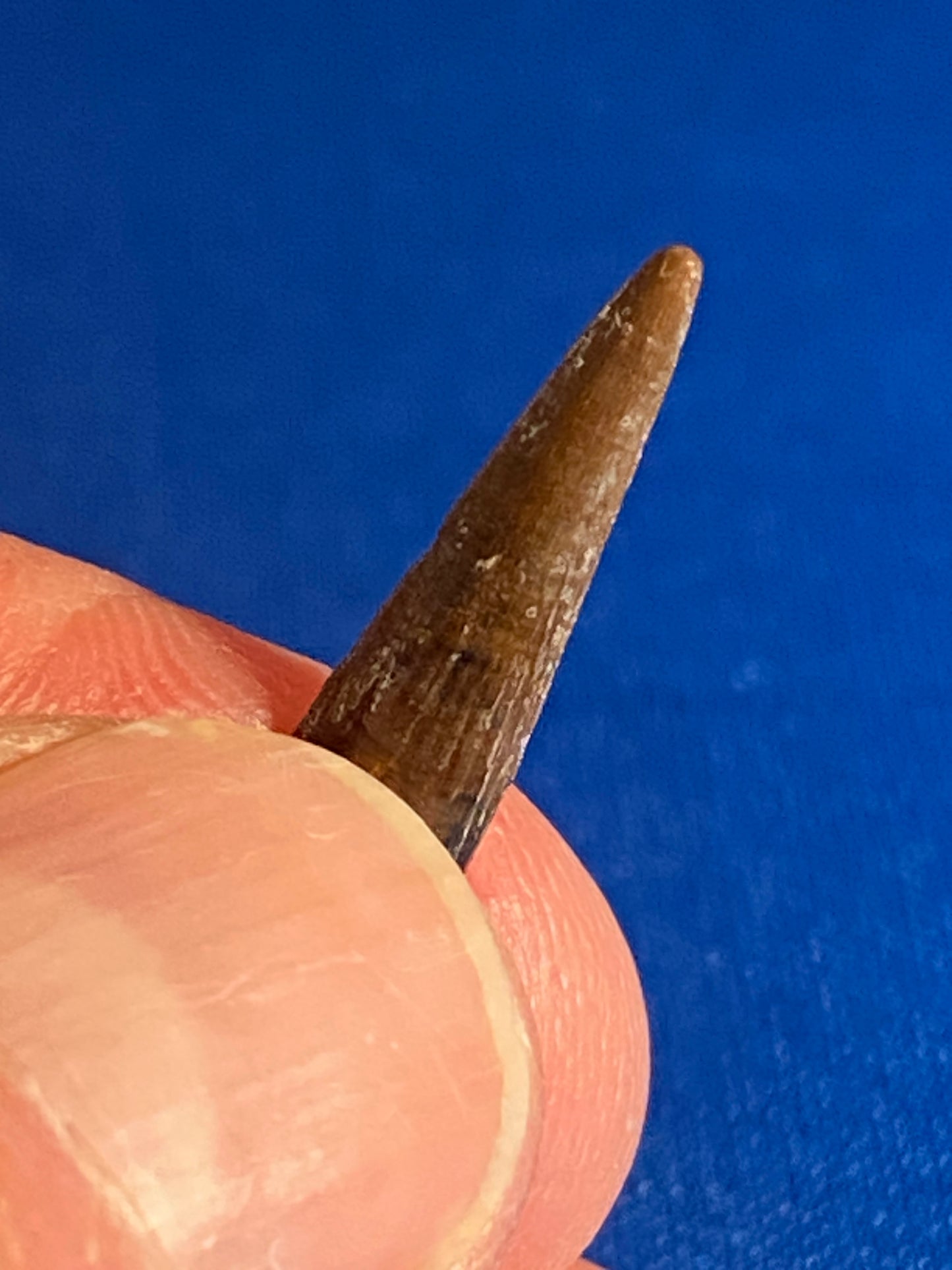 Richardoestesia tooth (3/4"), Hell Creek Formation, Garfield County, Montana