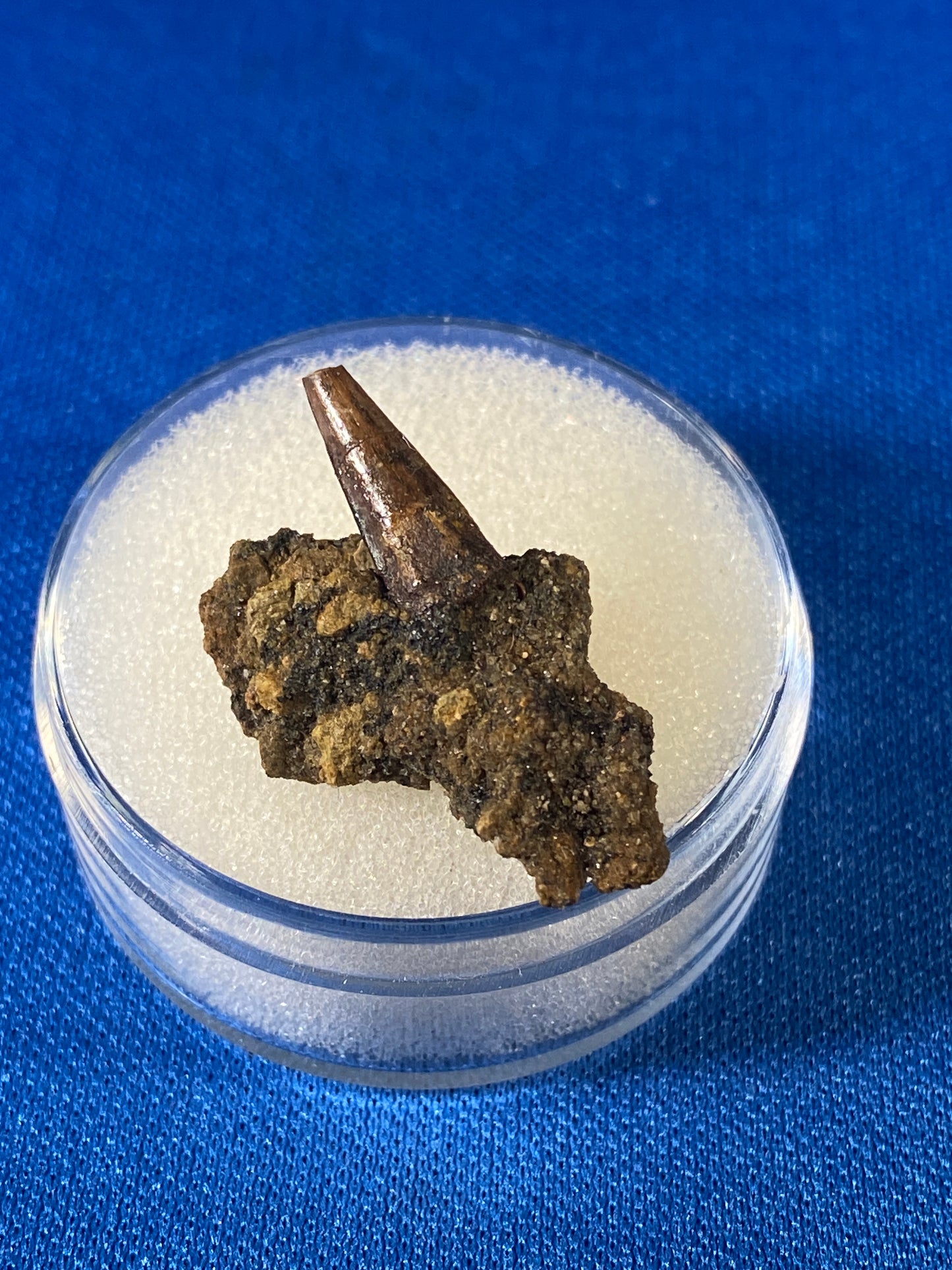 Richardoestesia tooth (1/2"), Hell Creek Formation, Garfield County, Montana