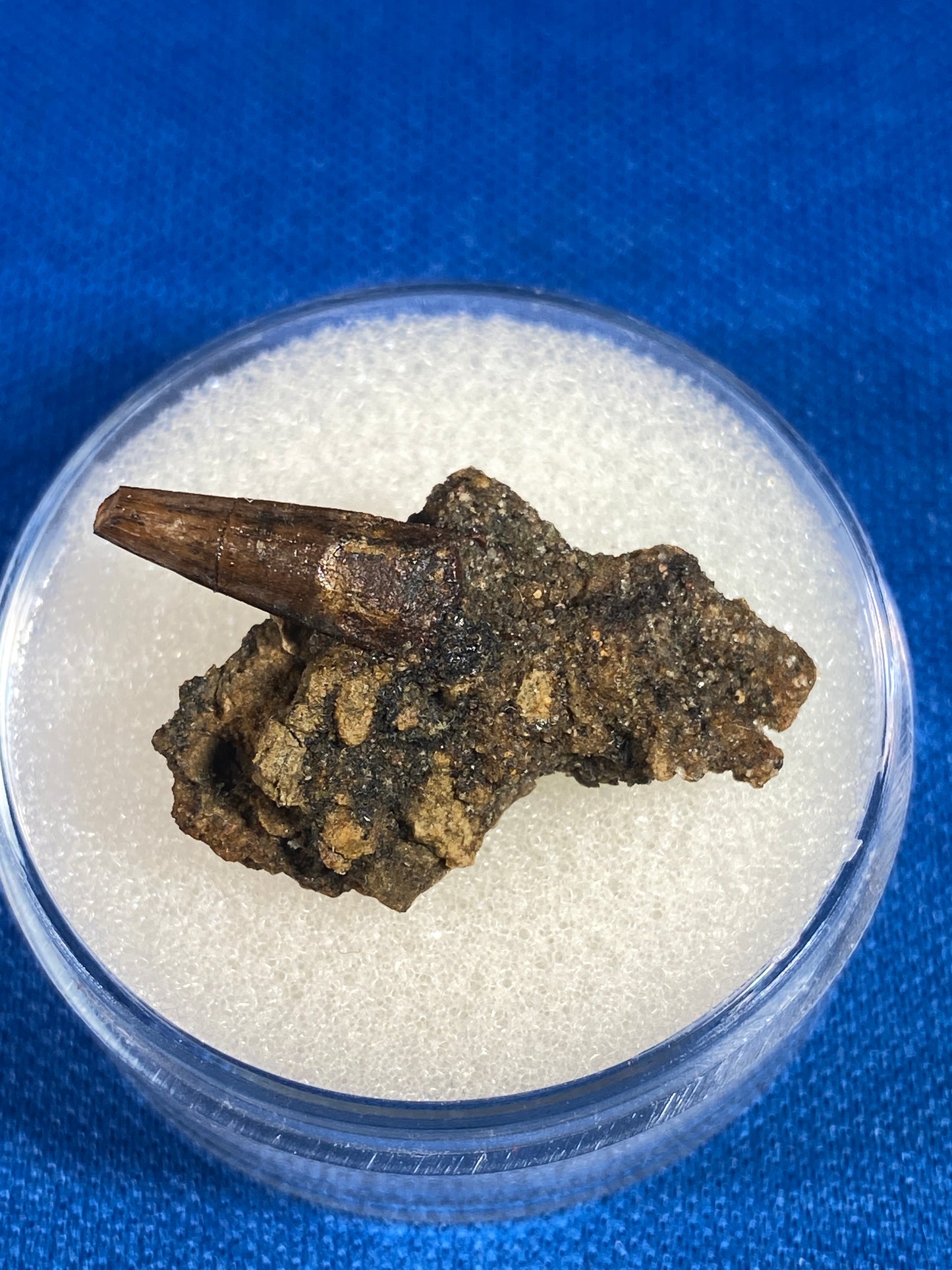 Richardoestesia tooth (1/2"), Hell Creek Formation, Garfield County, Montana