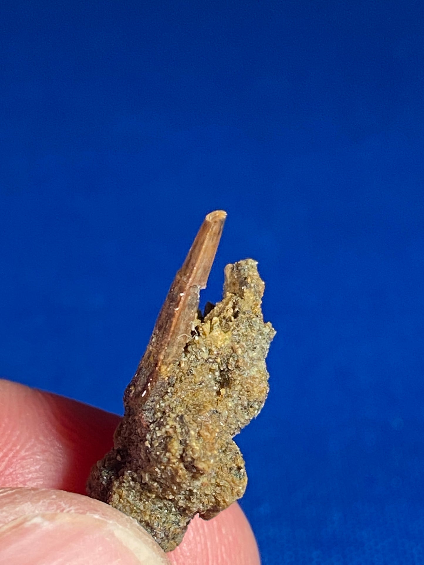 Richardoestesia tooth (1/2"), Hell Creek Formation, Garfield County, Montana