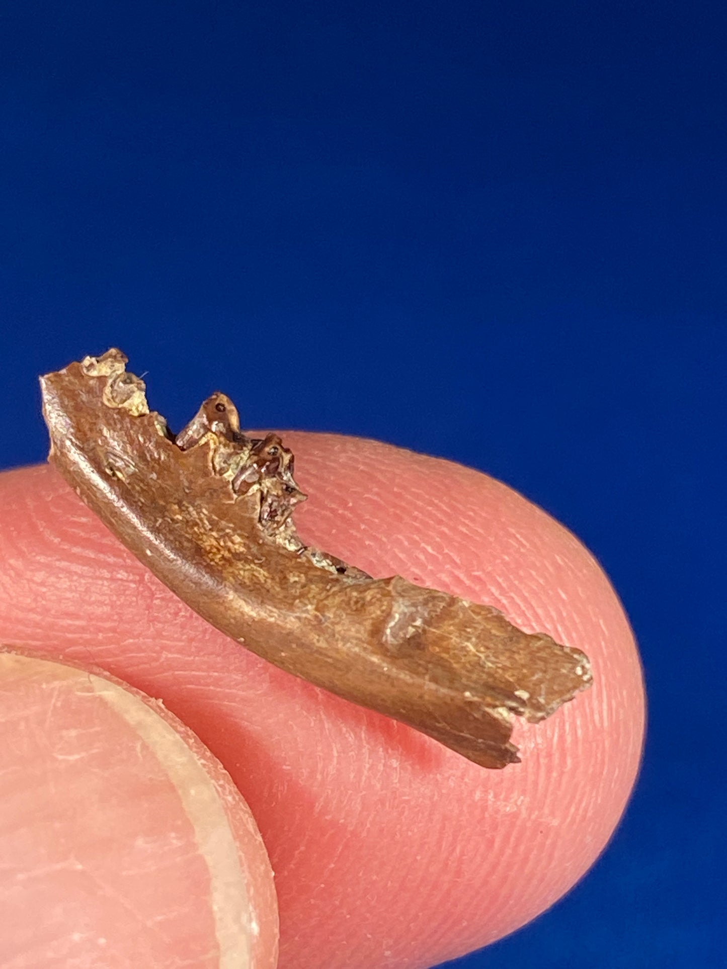 Cretaceous mammal jaw with teeth, Hell Creek Formation, Garfield County, Montana