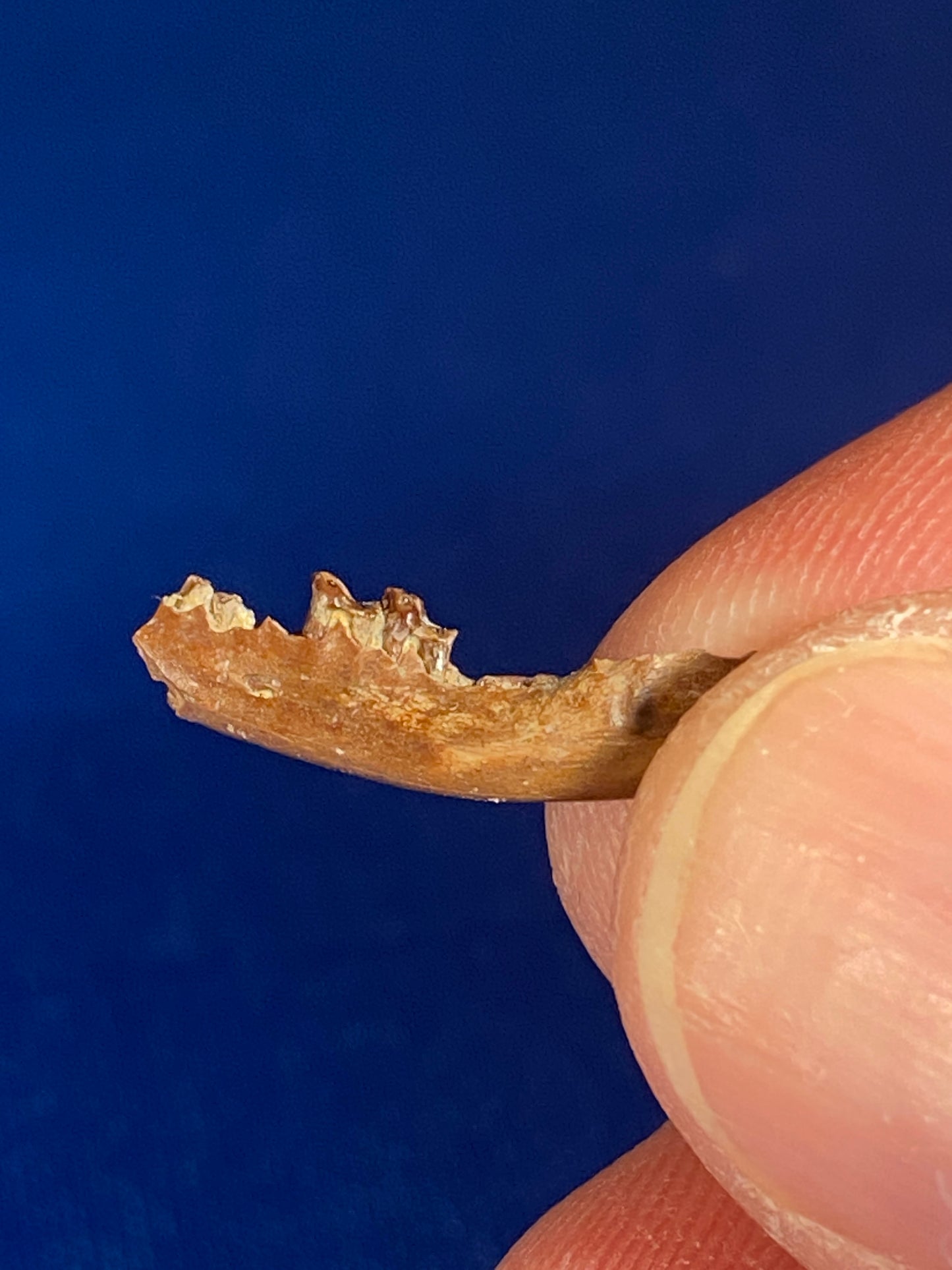 Cretaceous mammal jaw with teeth, Hell Creek Formation, Garfield County, Montana