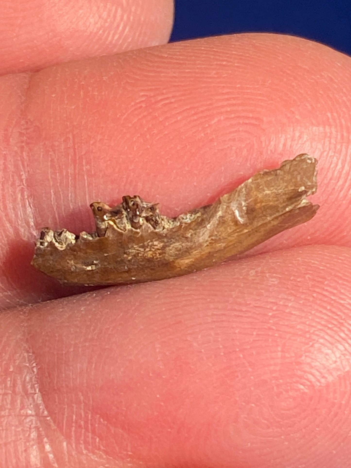 Cretaceous mammal jaw with teeth, Hell Creek Formation, Garfield County, Montana