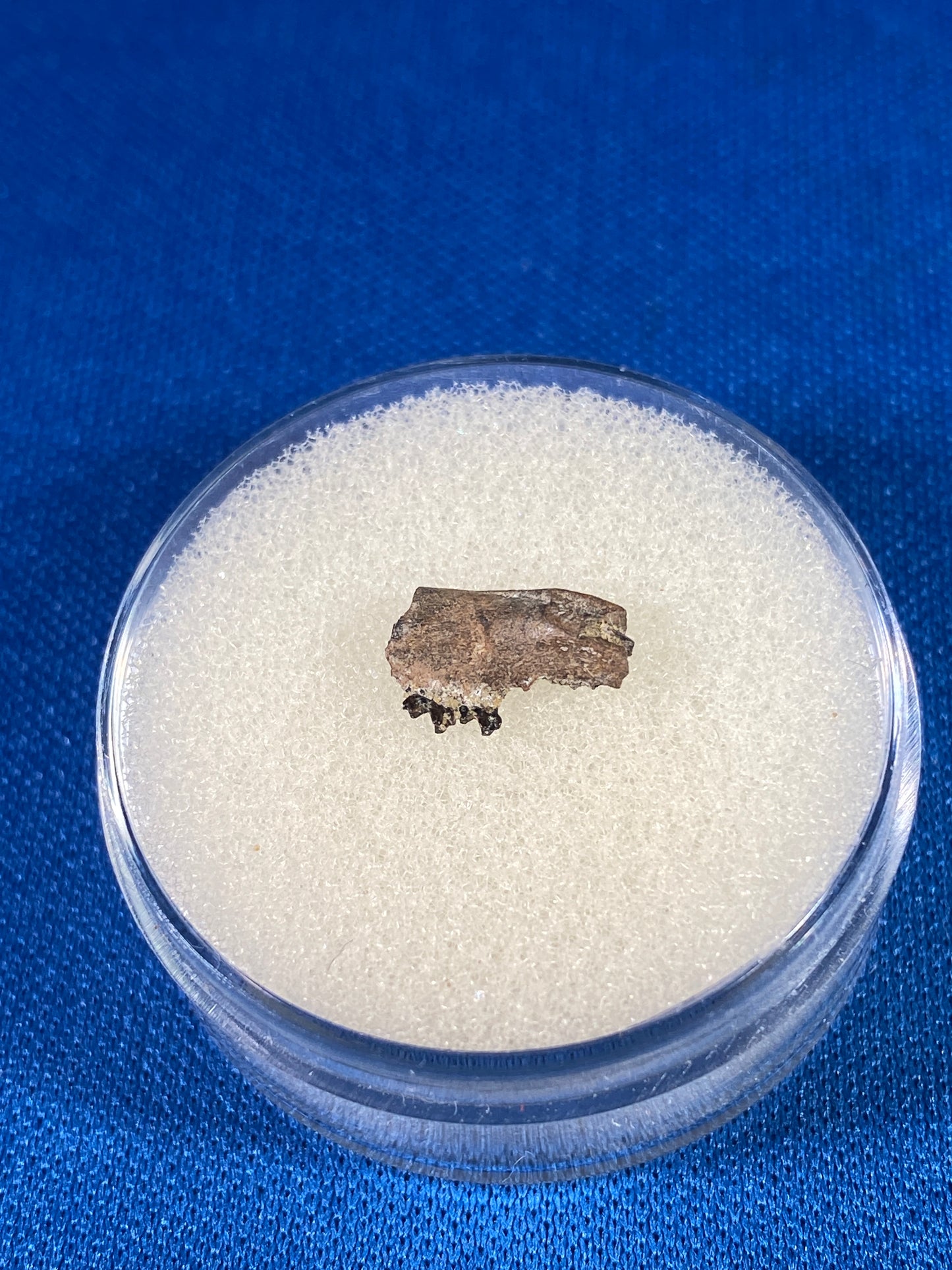 Cretaceous mammal jaw with teeth, Hell Creek Formation, Garfield County, Montana