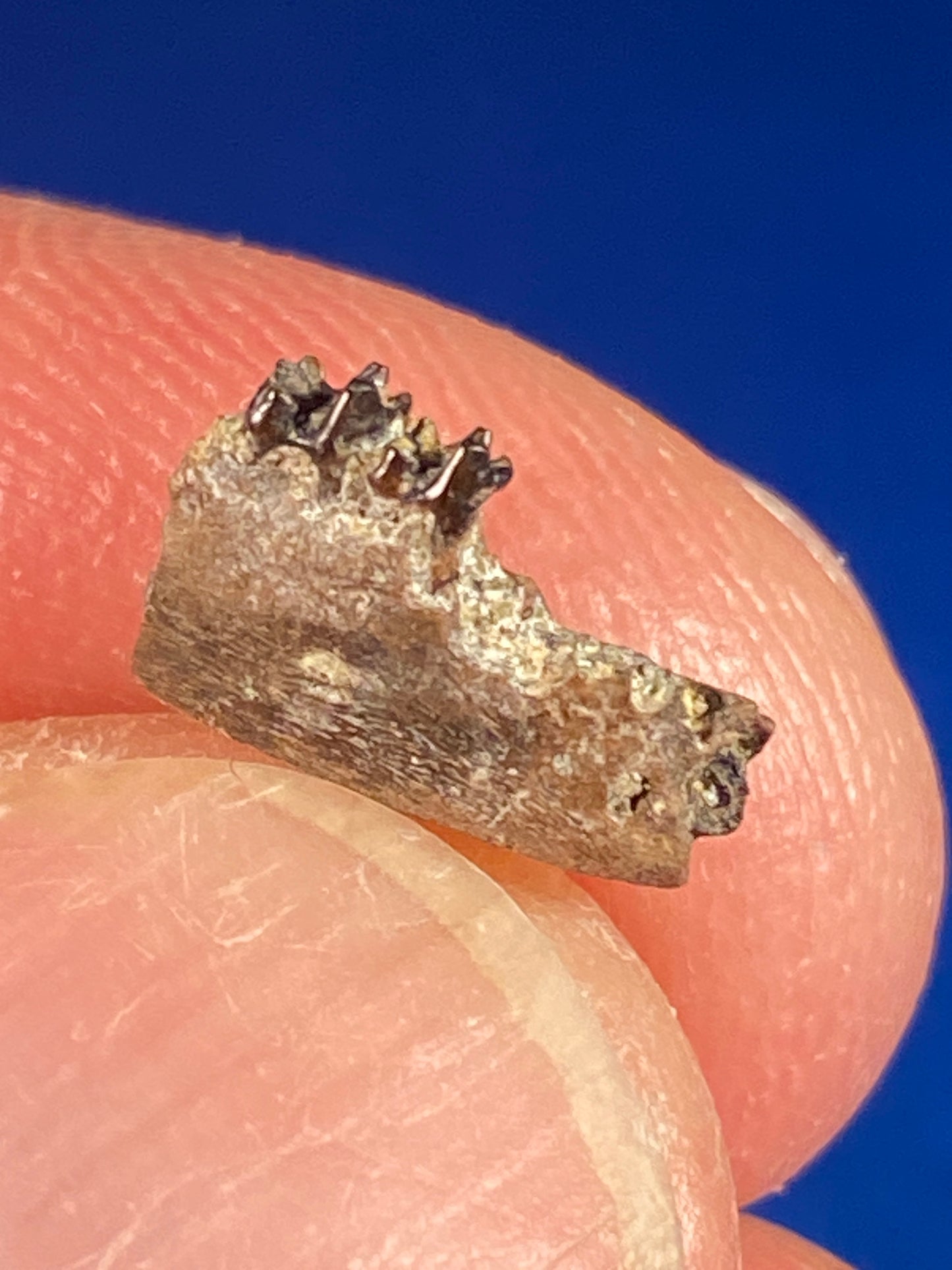 Cretaceous mammal jaw with teeth, Hell Creek Formation, Garfield County, Montana