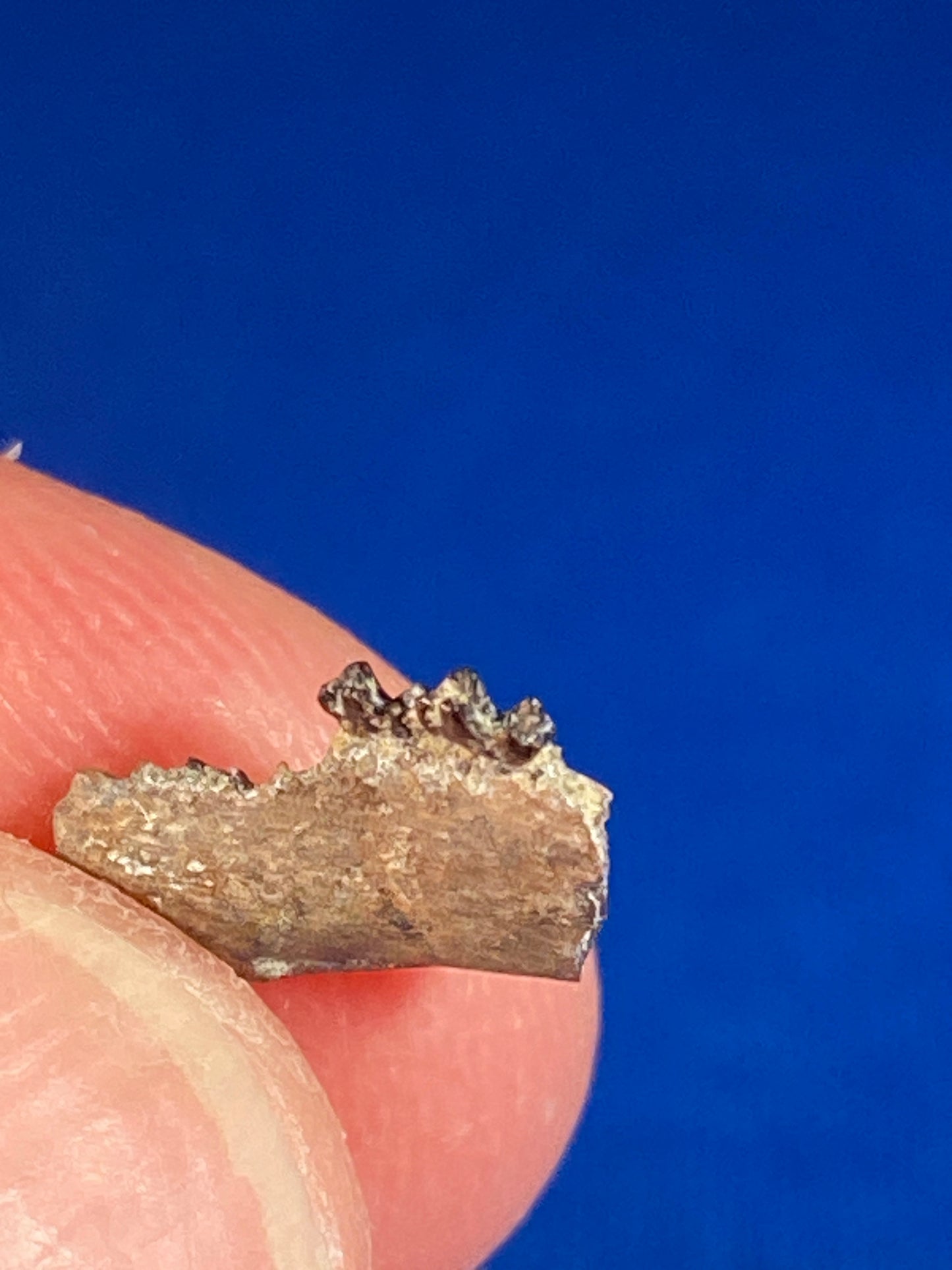 Cretaceous mammal jaw with teeth, Hell Creek Formation, Garfield County, Montana
