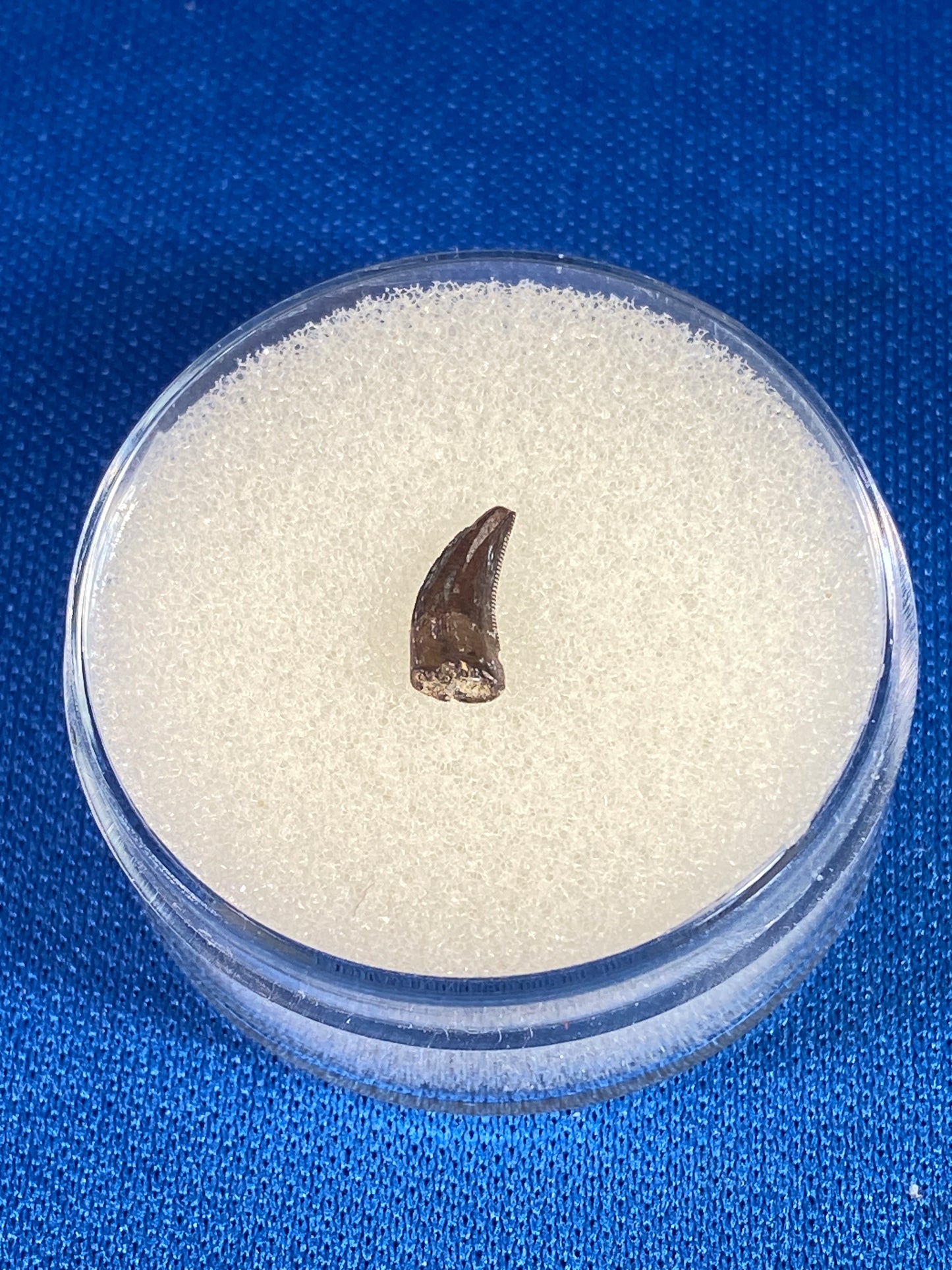 Dromaeosaur tooth (3/8"), Hell Creek Formation, Garfield County, Montana