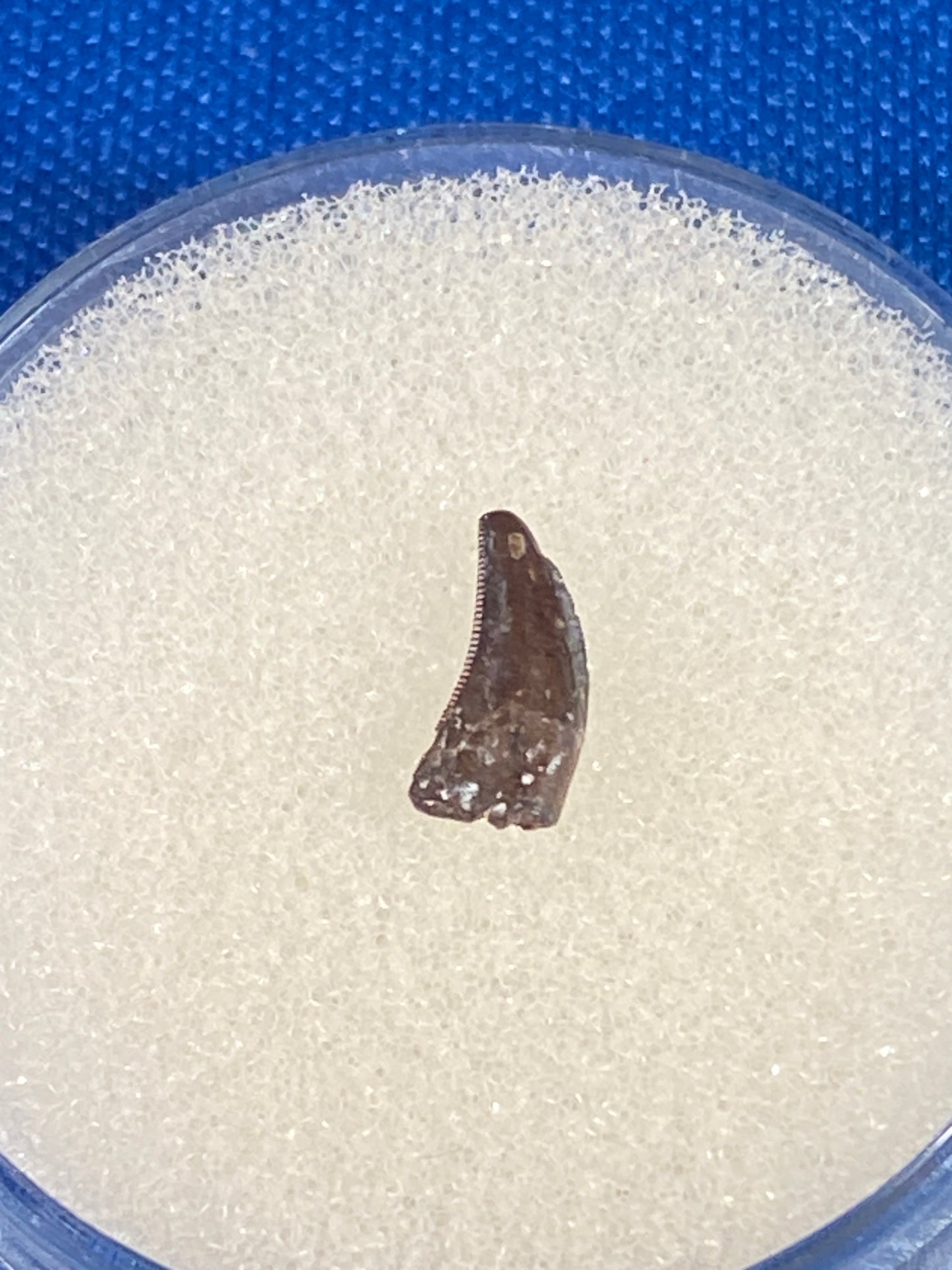 Dromaeosaur tooth (3/8"), Hell Creek Formation, Garfield County, Montana