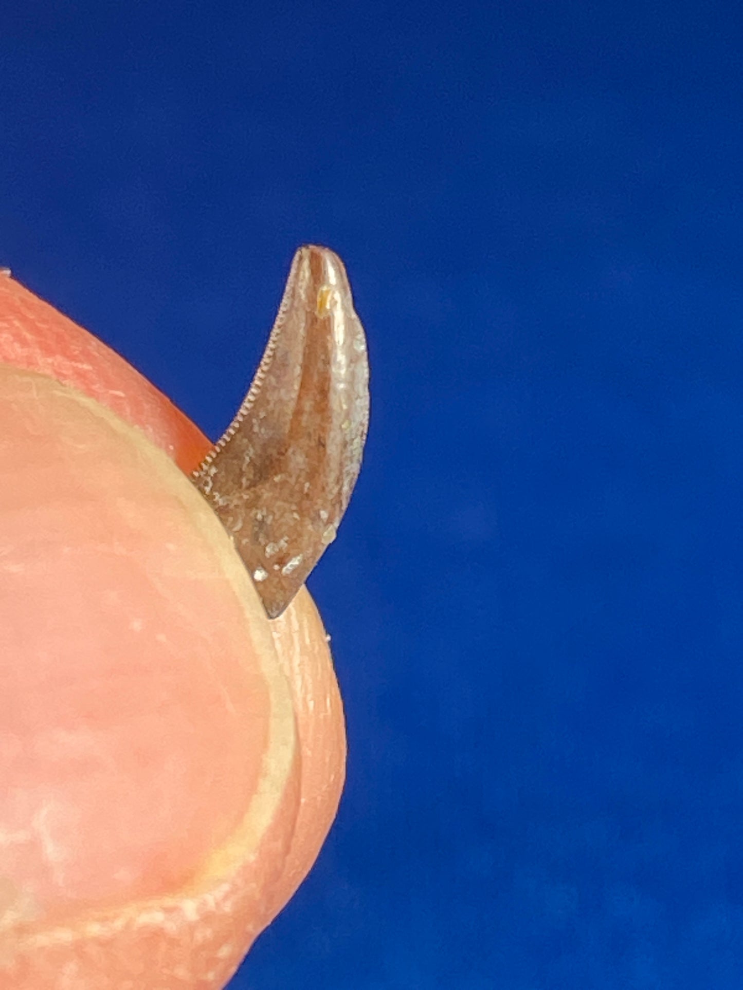 Dromaeosaur tooth (3/8"), Hell Creek Formation, Garfield County, Montana