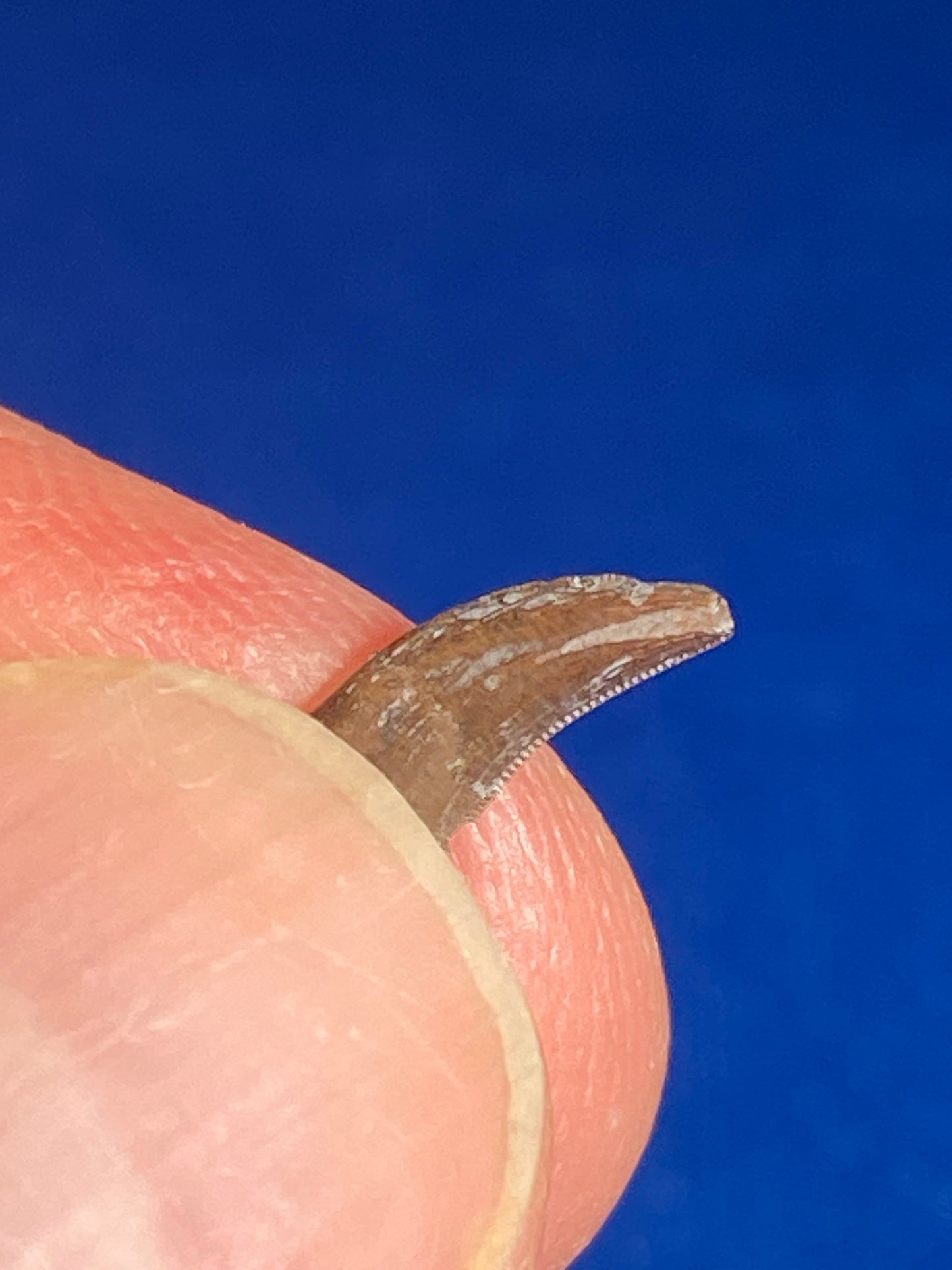 Dromaeosaur tooth (3/8"), Hell Creek Formation, Garfield County, Montana