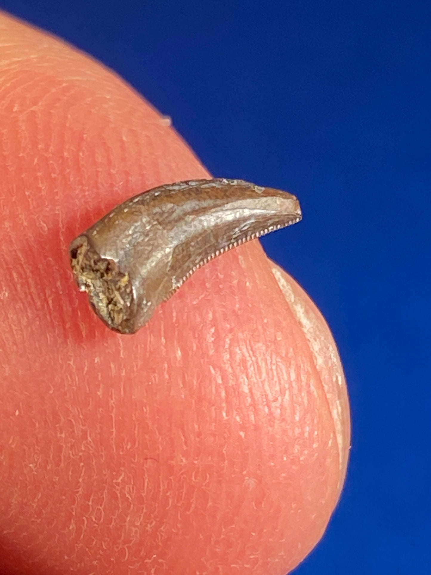 Dromaeosaur tooth (3/8"), Hell Creek Formation, Garfield County, Montana