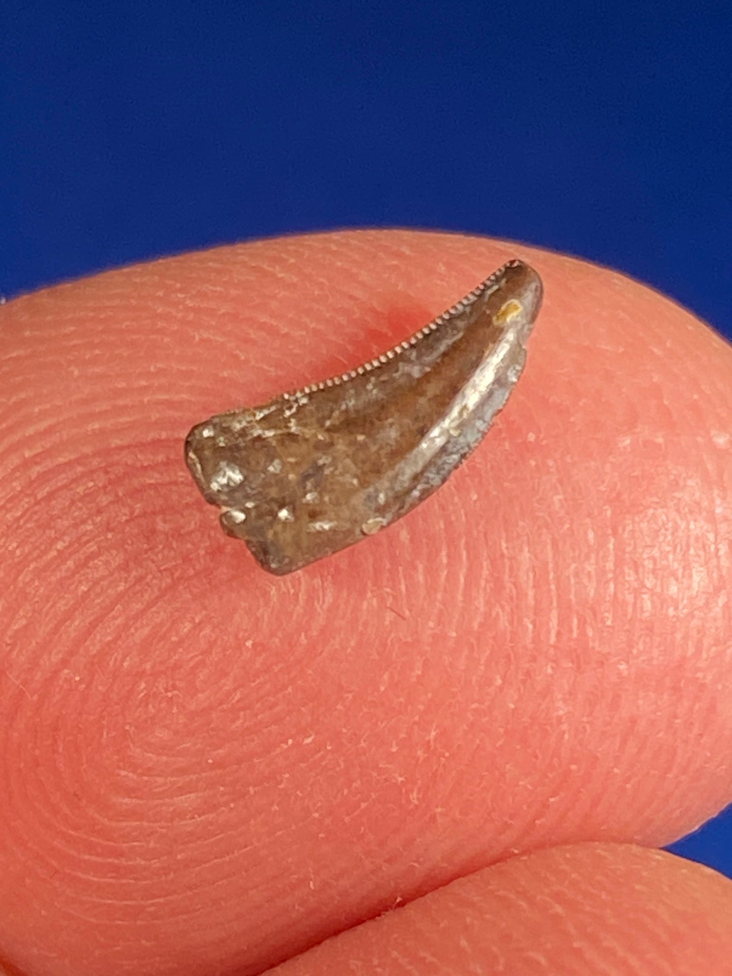 Dromaeosaur tooth (3/8"), Hell Creek Formation, Garfield County, Montana
