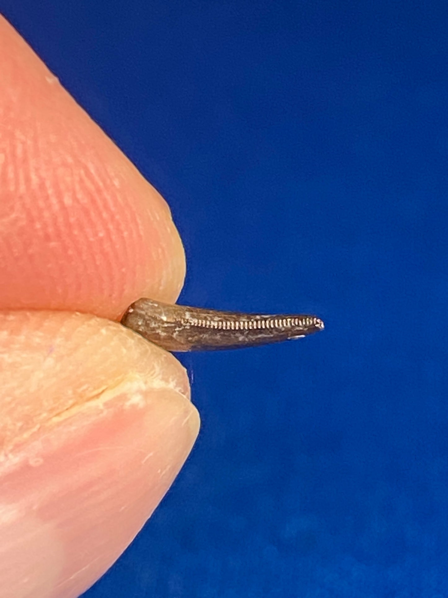 Dromaeosaur tooth (3/8"), Hell Creek Formation, Garfield County, Montana
