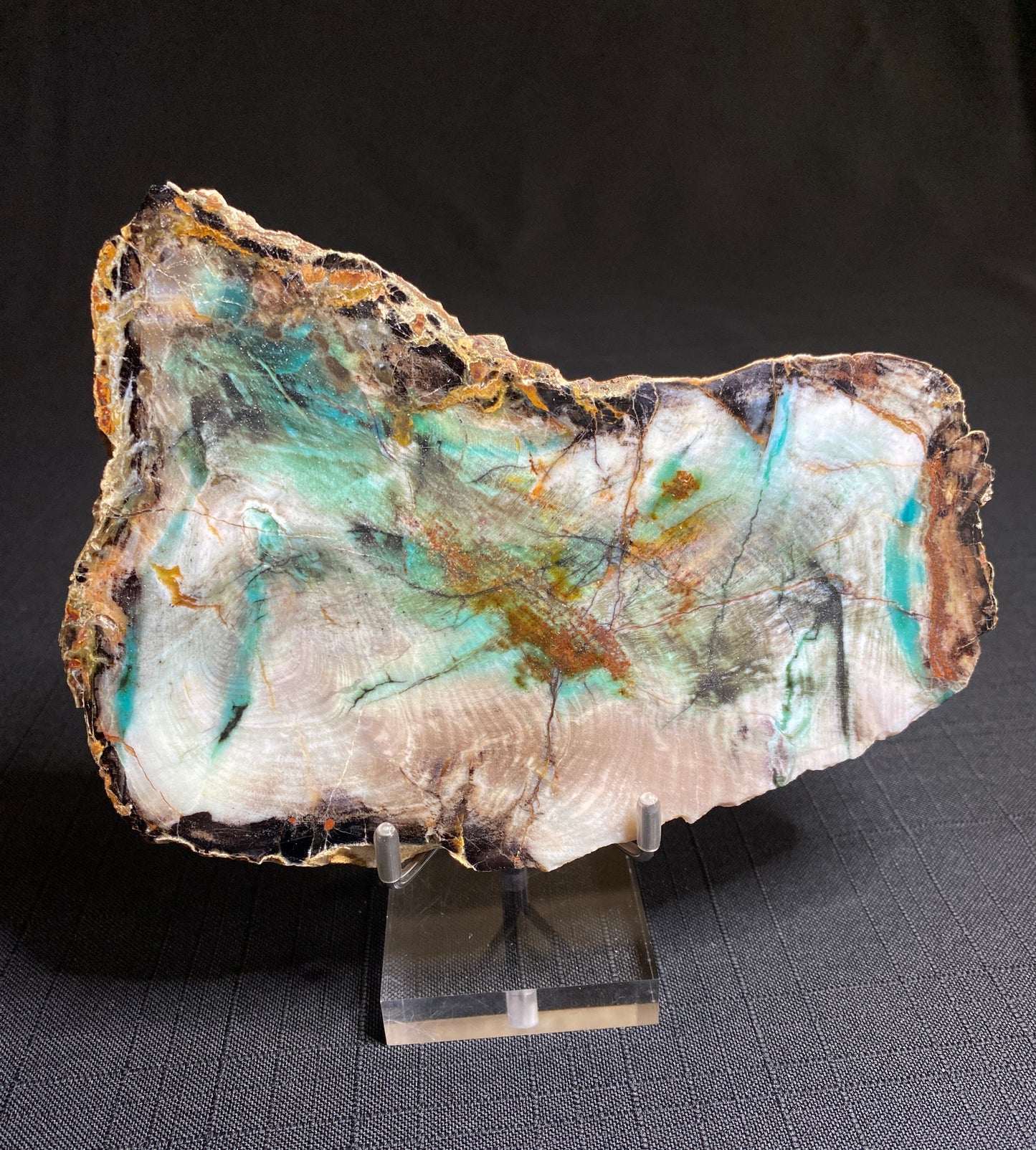 Petrified "Colla" Wood, Zile, Turkey