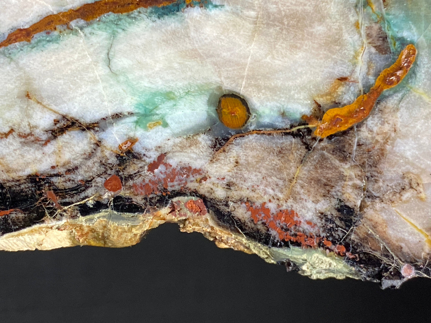 Petrified "Colla" Wood, Zile, Turkey