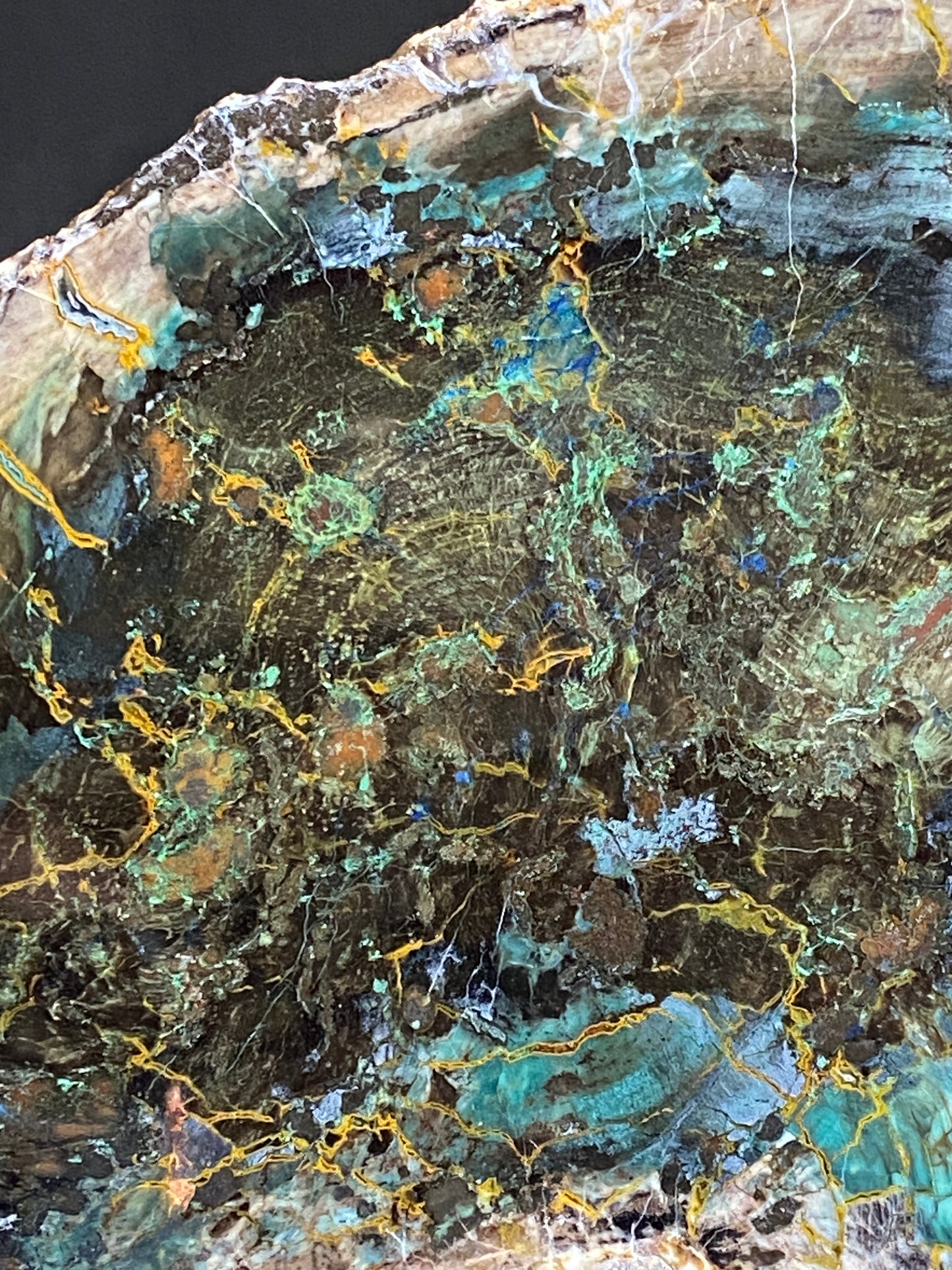 Petrified "Colla" Wood, Zile, Turkey