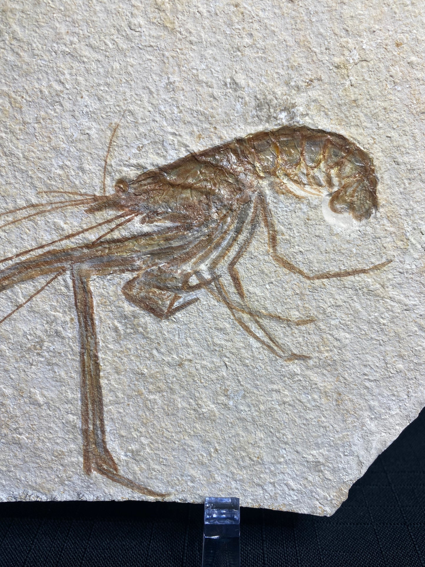 Fossil Longarm Lobster (Mechirus), Solhofen Limestone, Germany