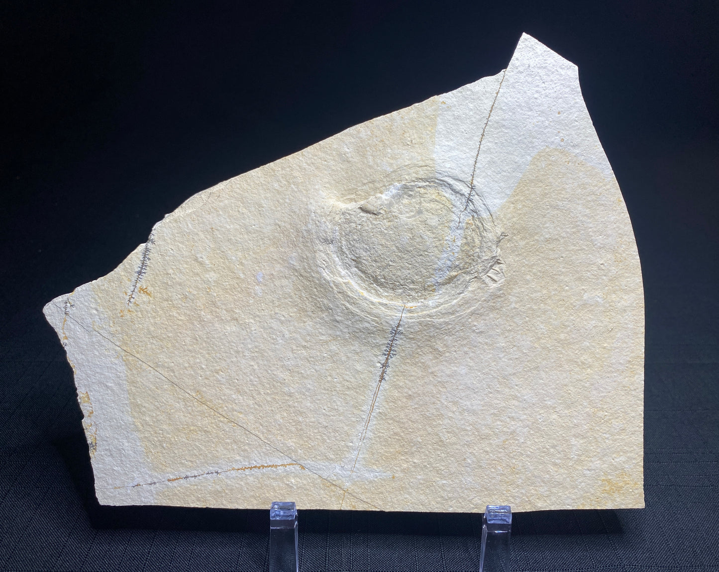 Ammonite (Subplanites sp), Solhofen Limestone, Germany