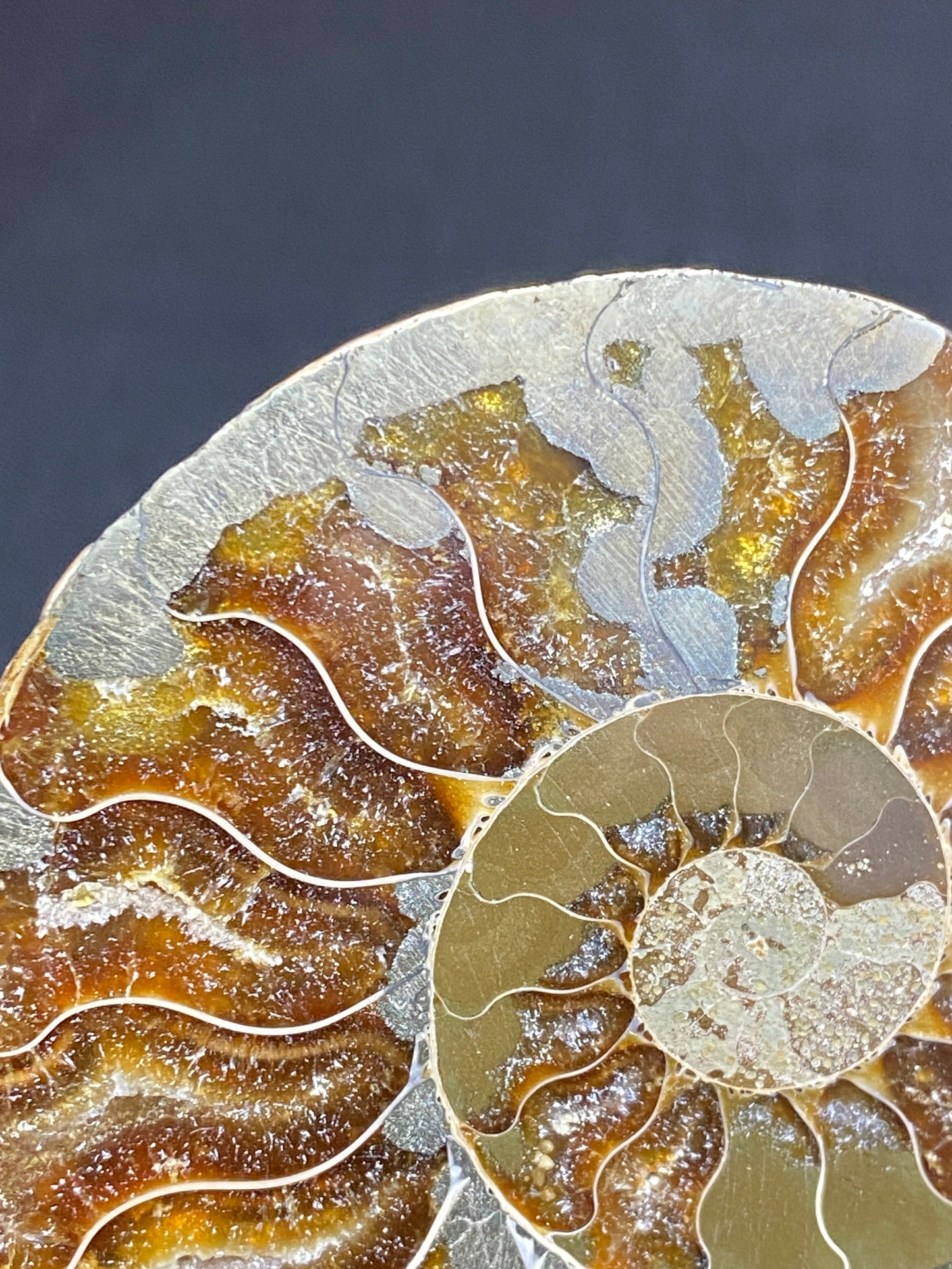 Pyritized Ammonite (Cleoniceras), Ambatolafia, Madagascar (sliced pair)