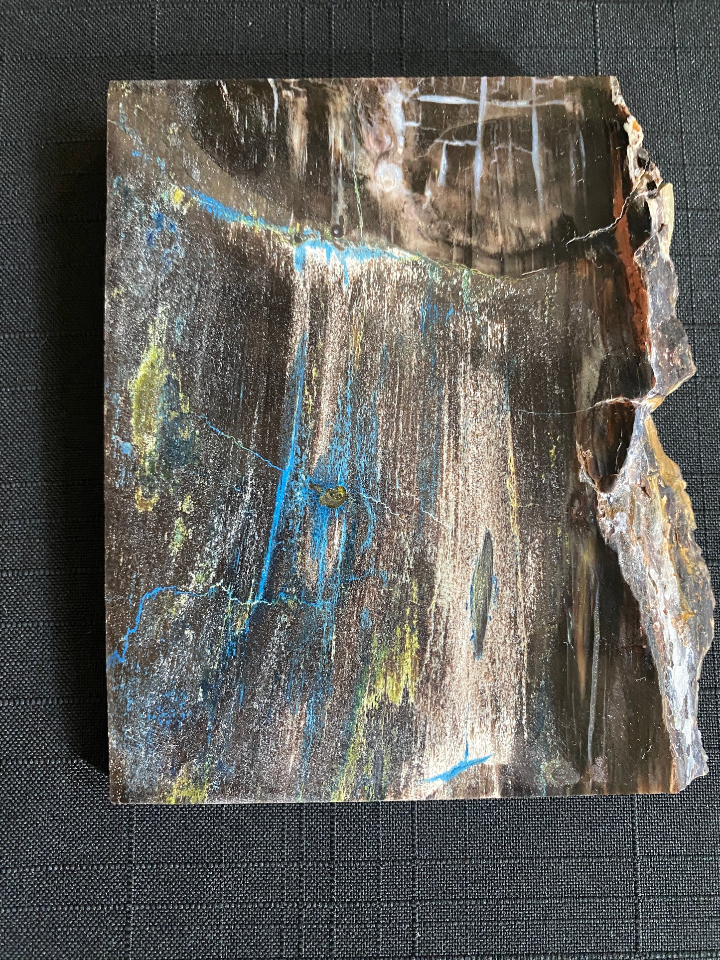 Petrified "Colla Wood", Zile, Turkey
