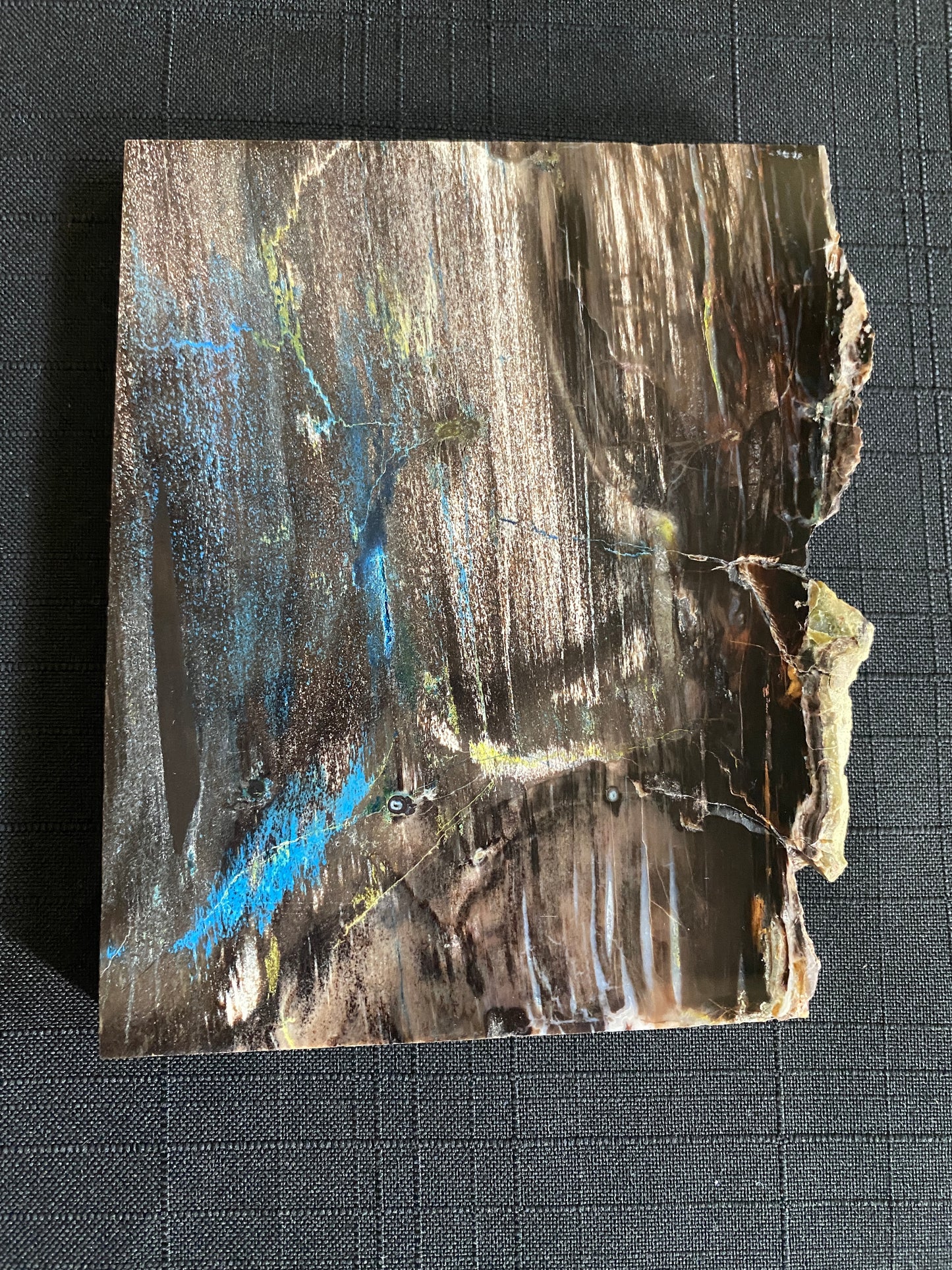 Petrified "Colla Wood", Zile, Turkey