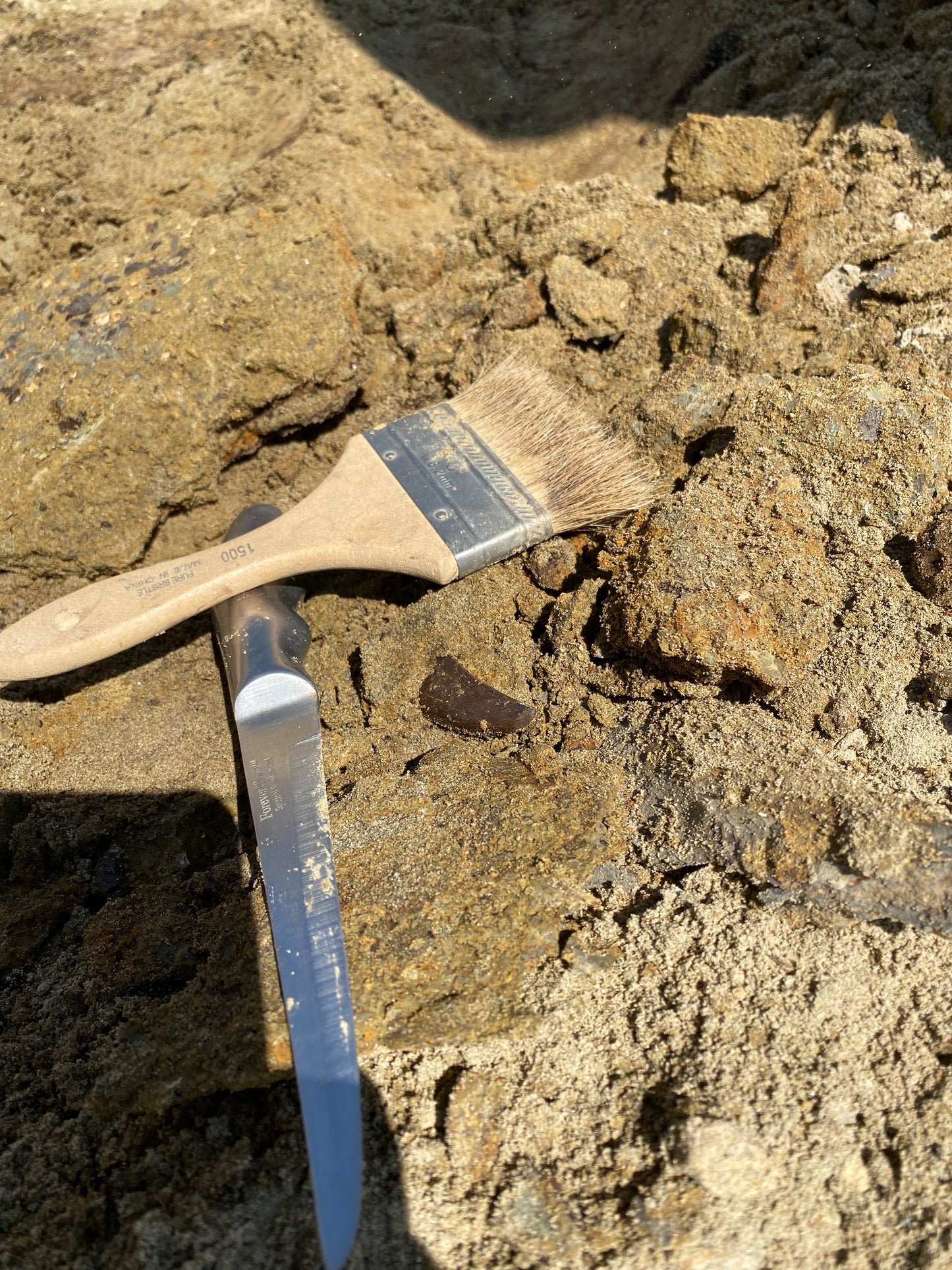 Nanotyrannus tooth (1.75" long), Hell Creek Formation, Garfield County, Montana